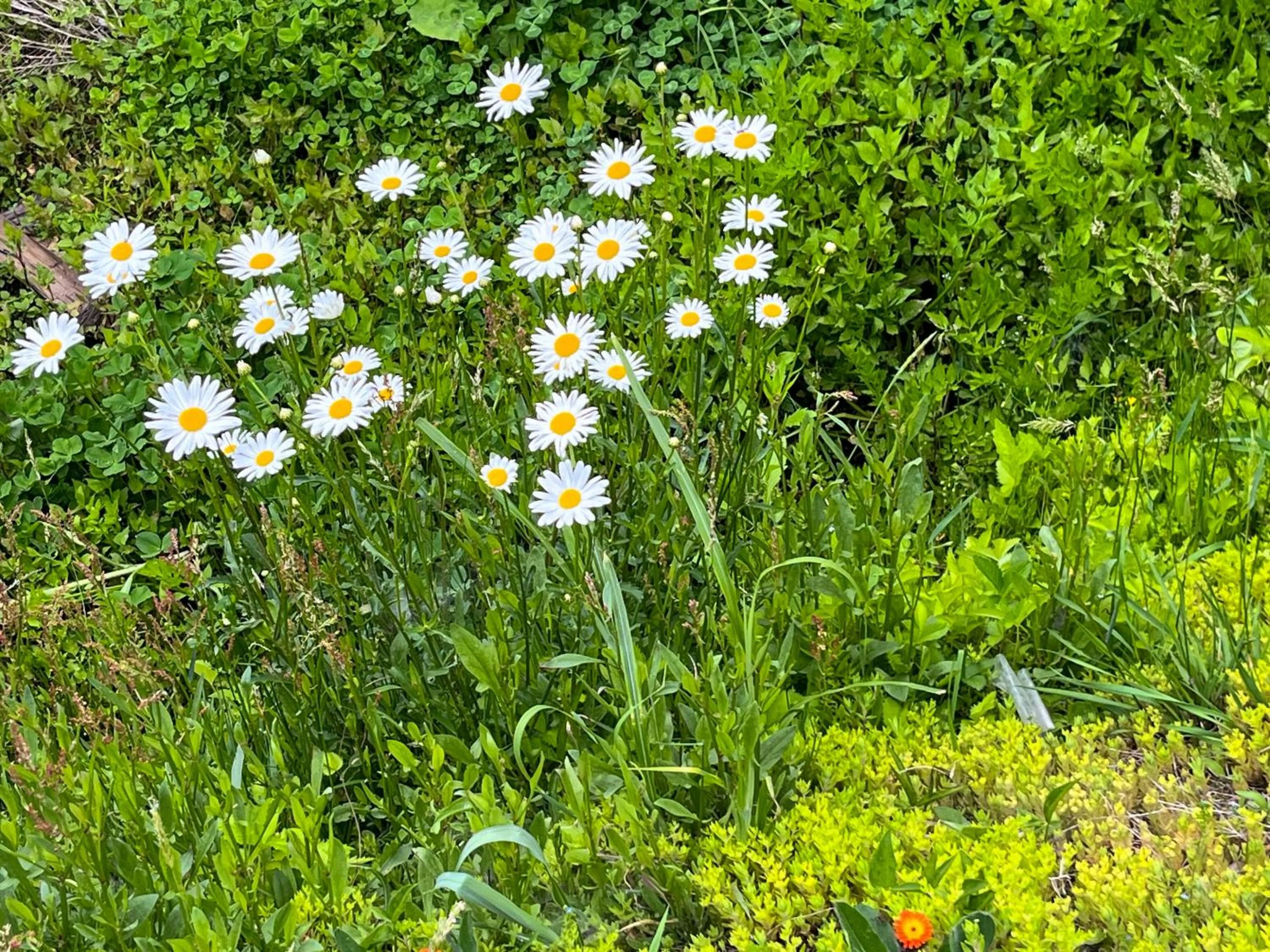 Natural landscape in Farm Inn Seisetsukan