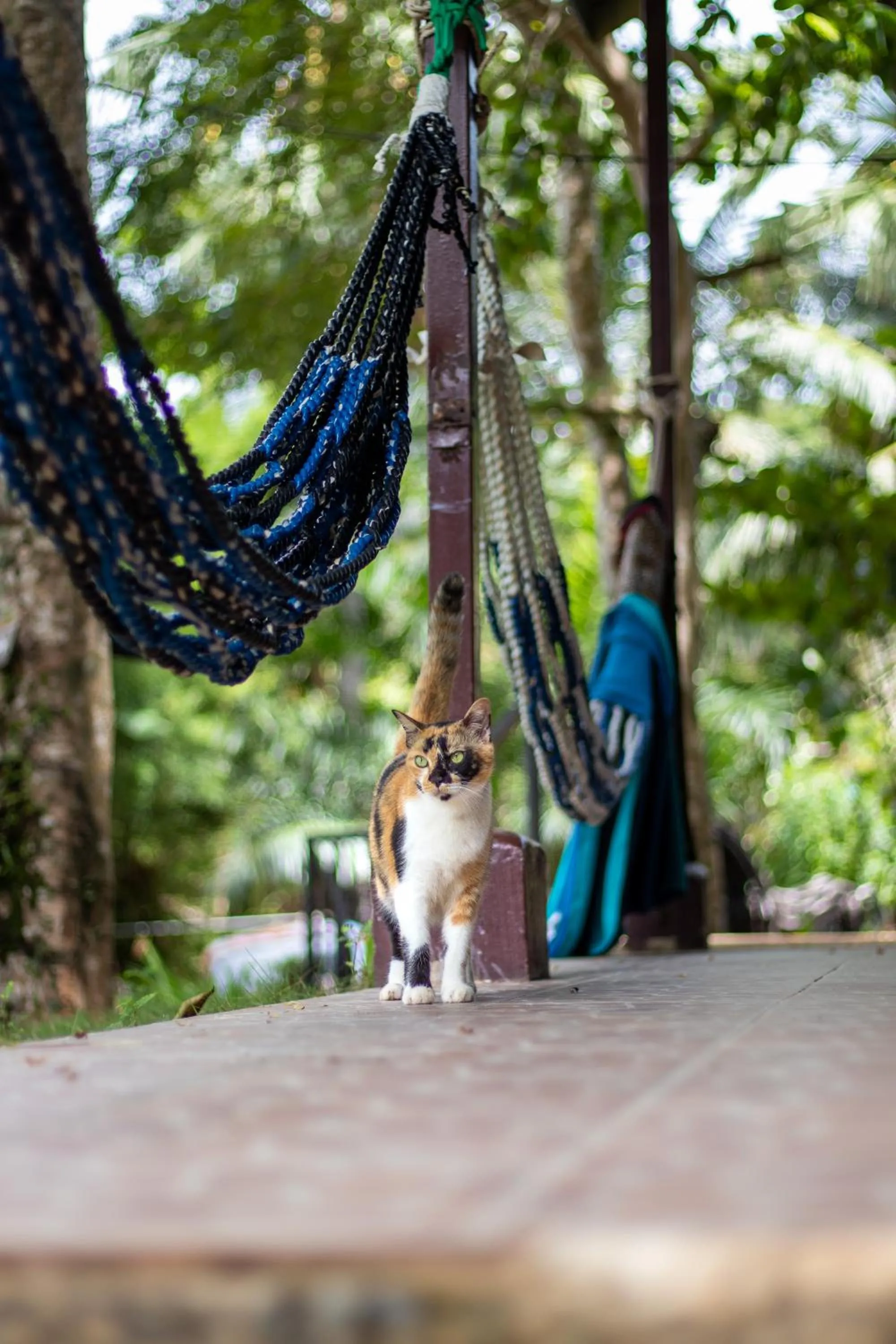 Property building in Cliff Cottage