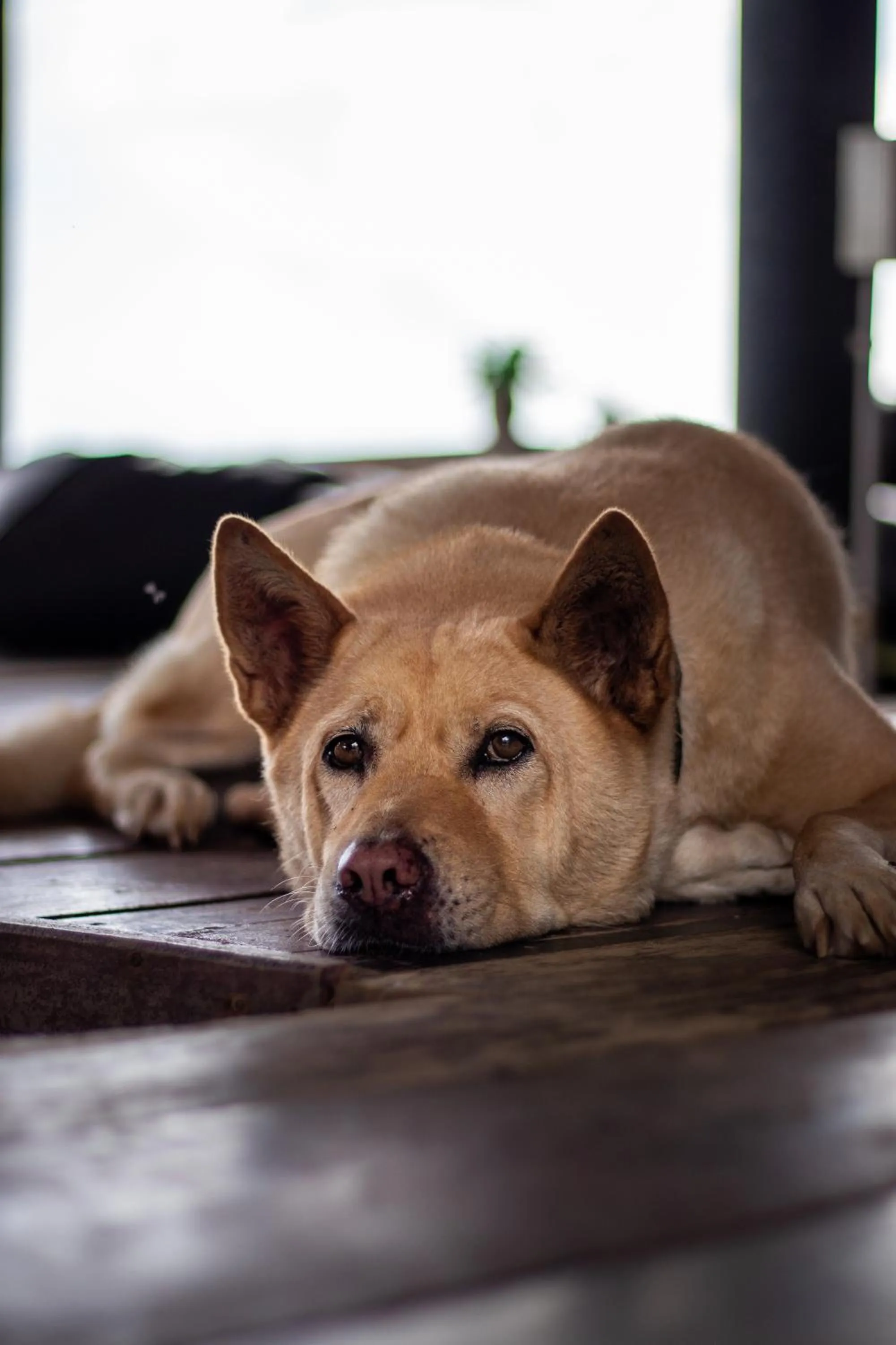 Animals in Cliff Cottage