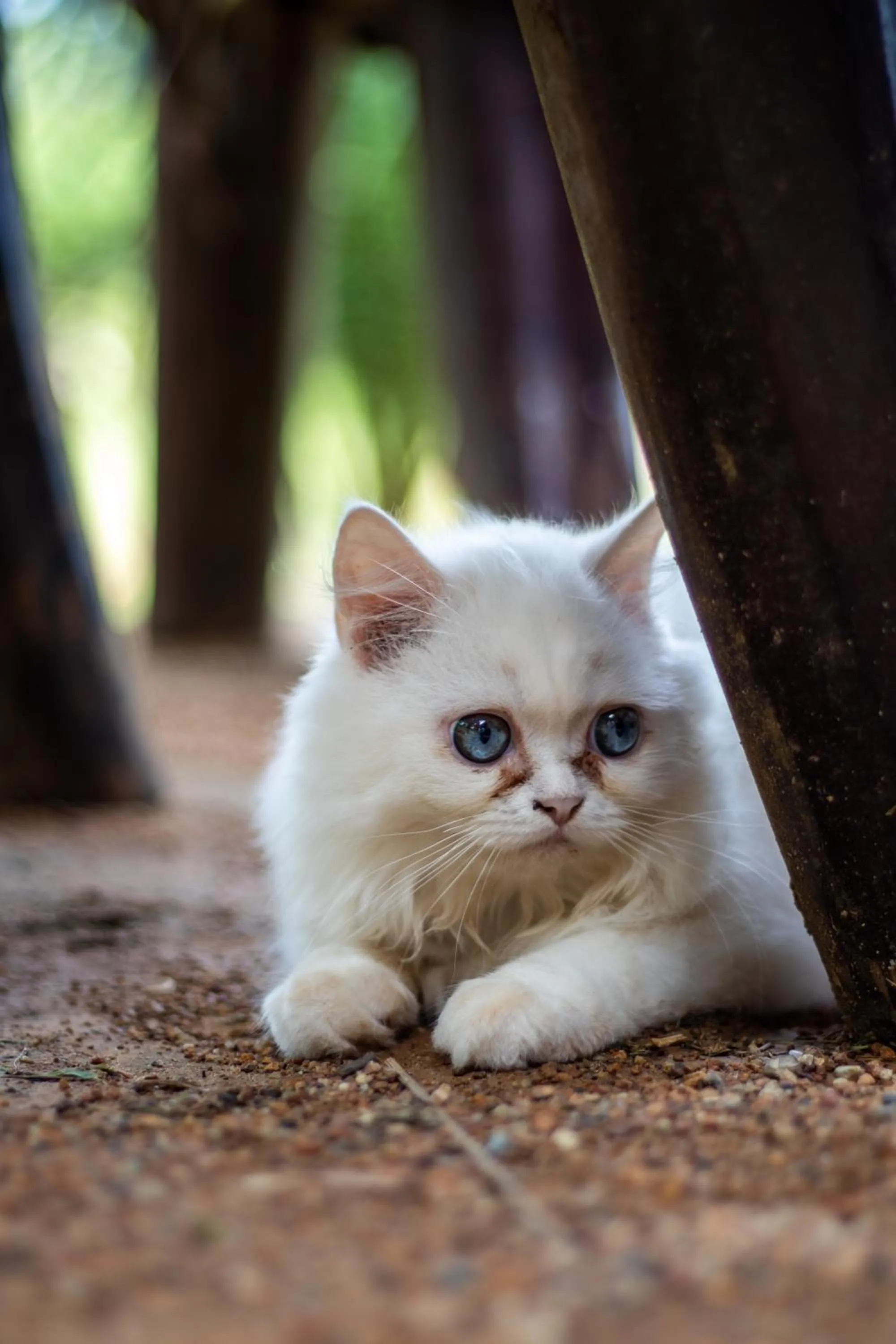Animals in Cliff Cottage