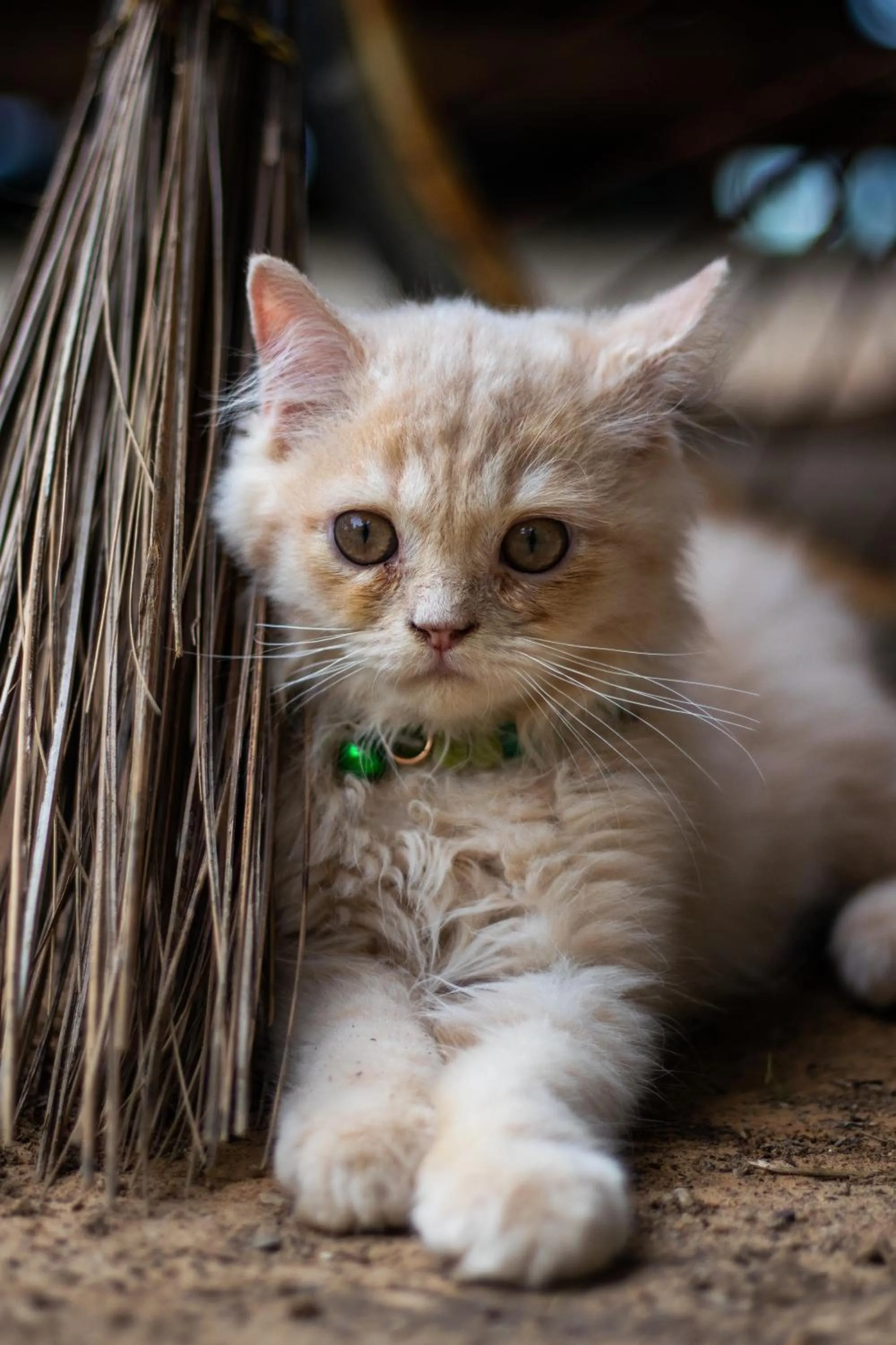 Animals in Cliff Cottage