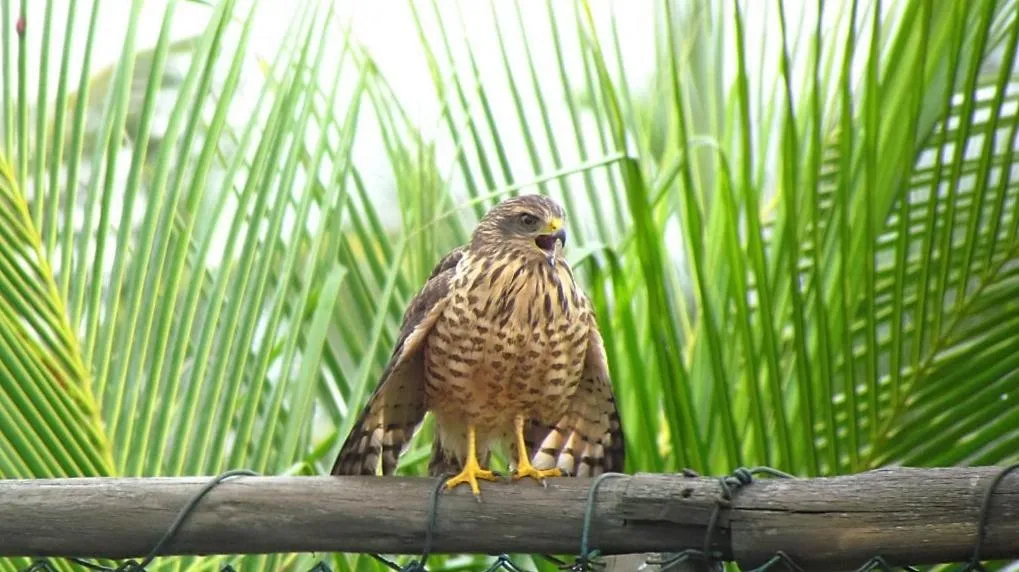 Animals in Grimms Pousada de Contos