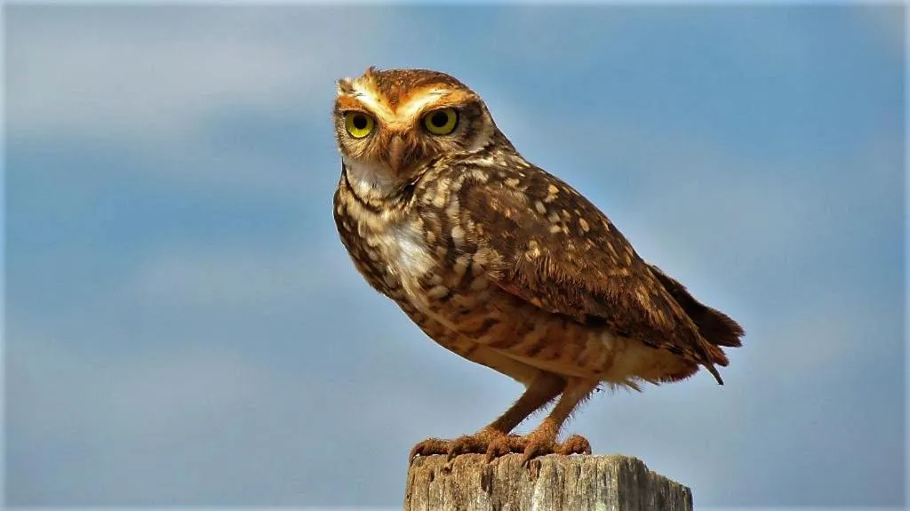 Animals in Grimms Pousada de Contos