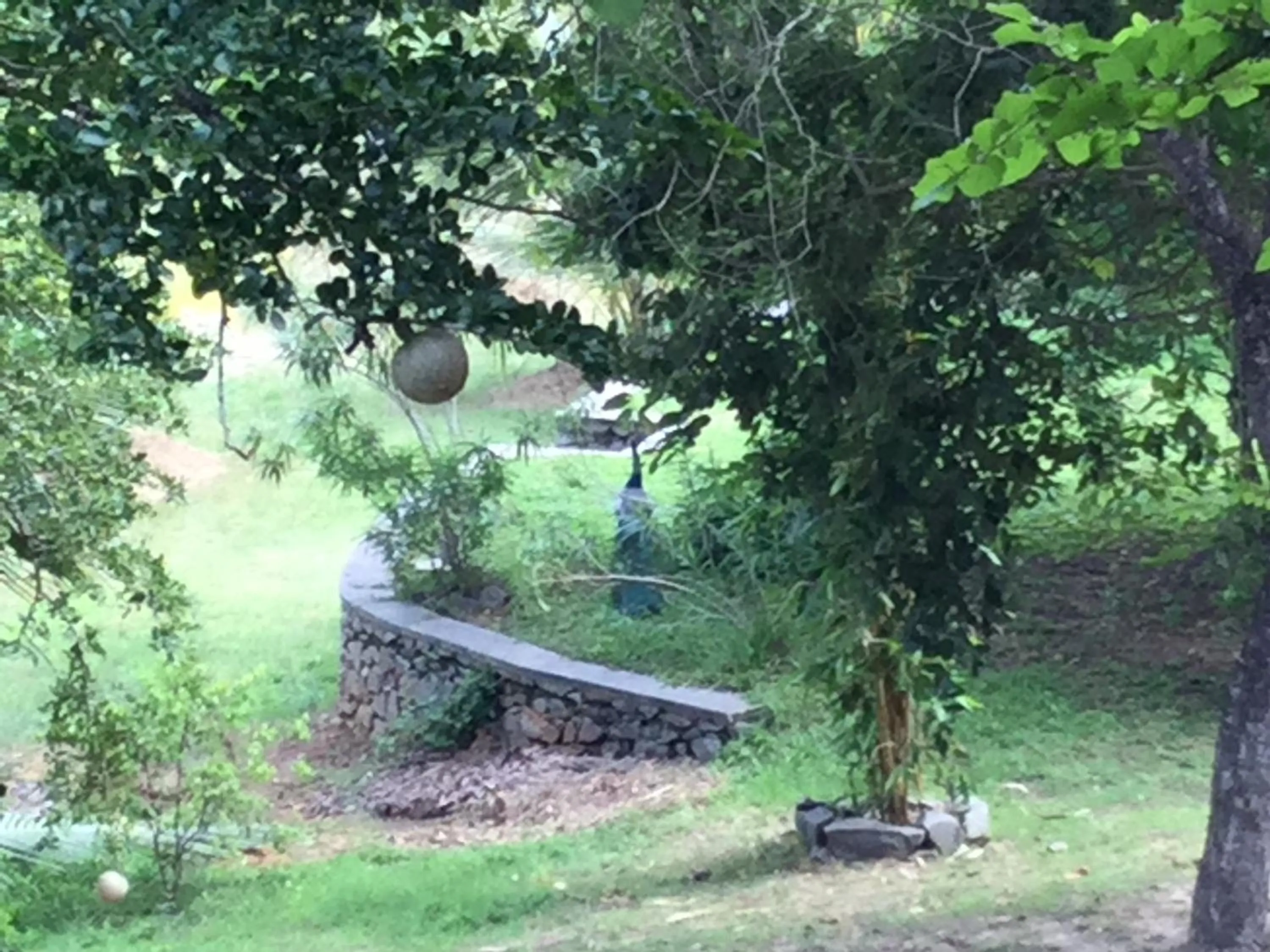 Animals in Tranquality Chalets