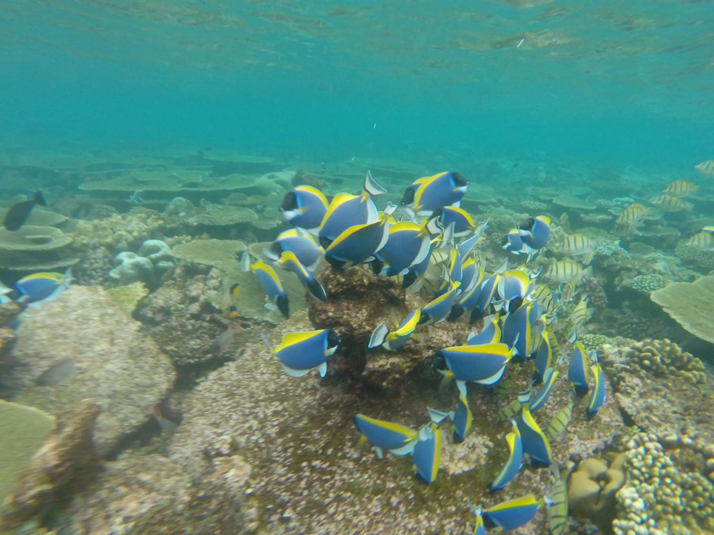 Snorkeling in Ras Rana Lodge