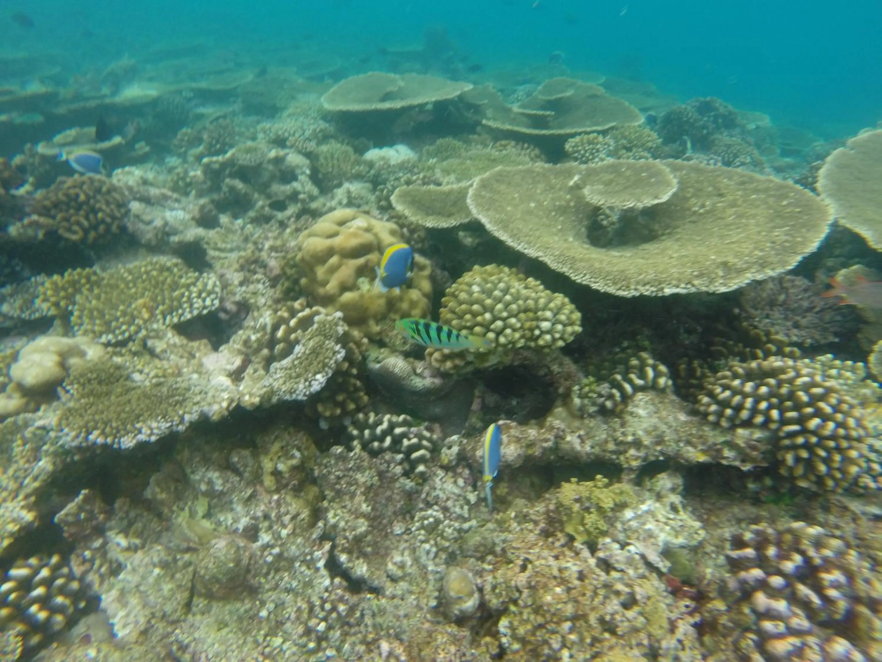 Snorkeling in Ras Rana Lodge