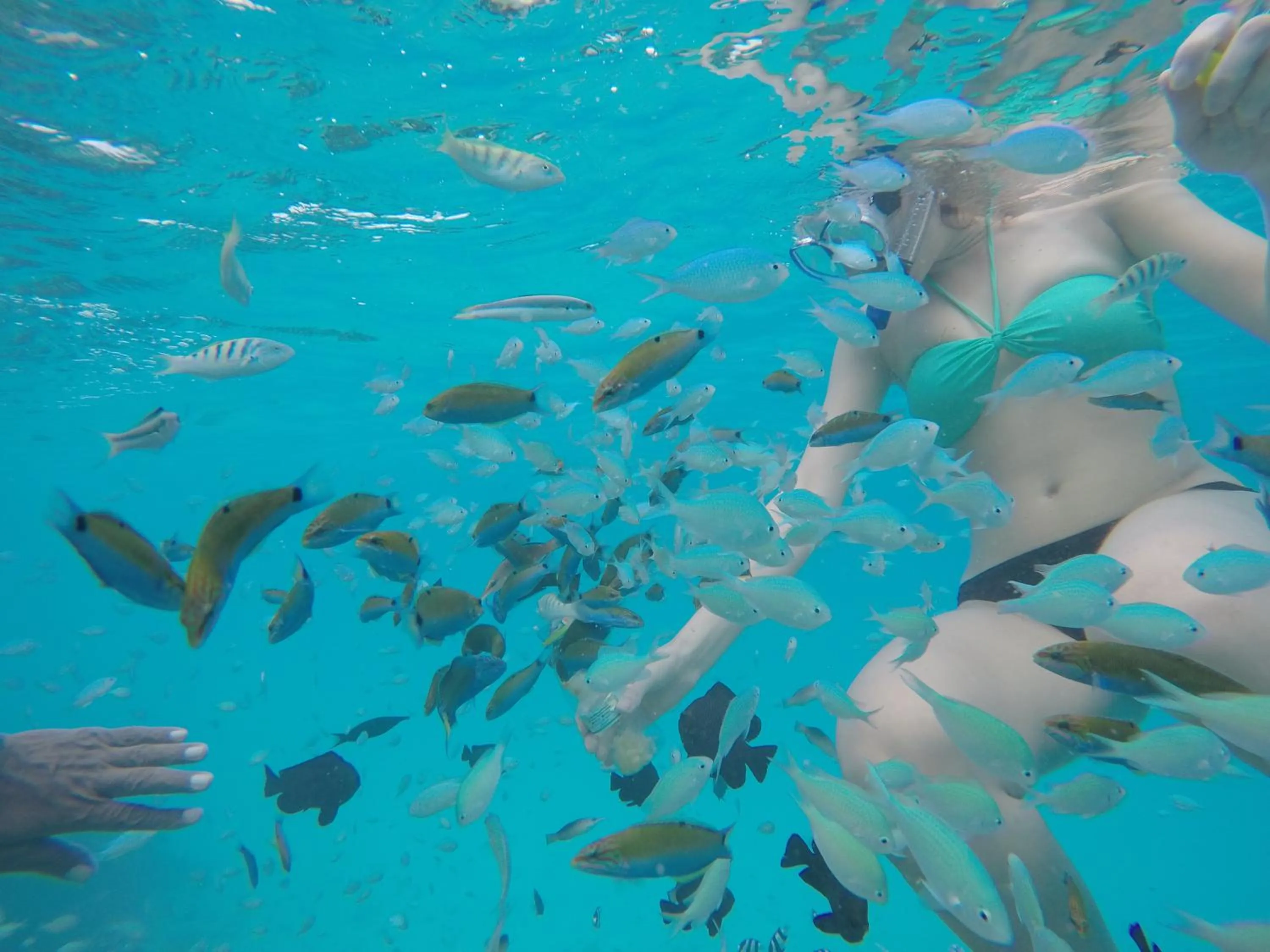 Snorkeling in Ras Rana Lodge