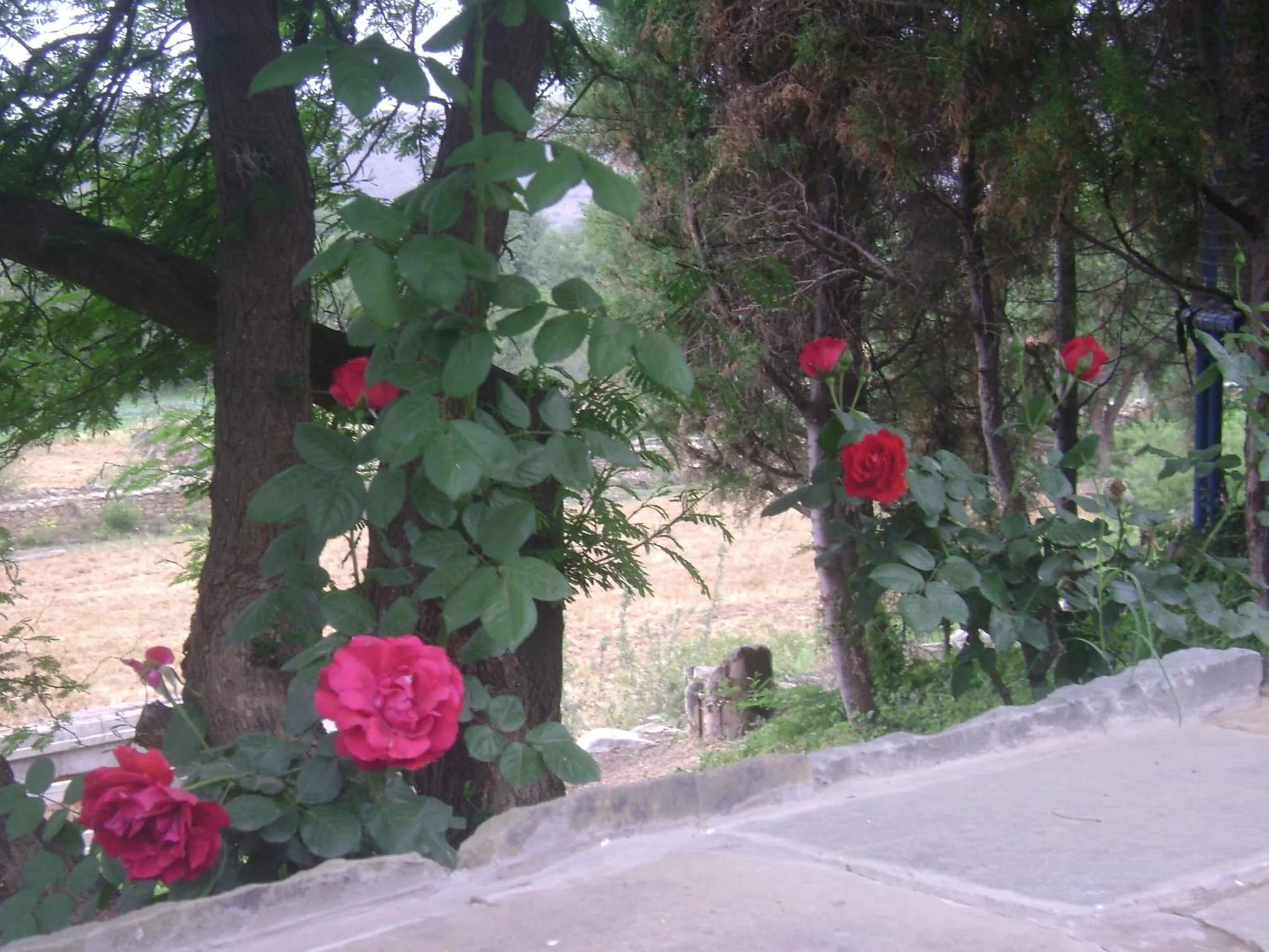 Garden in La Pasarela
