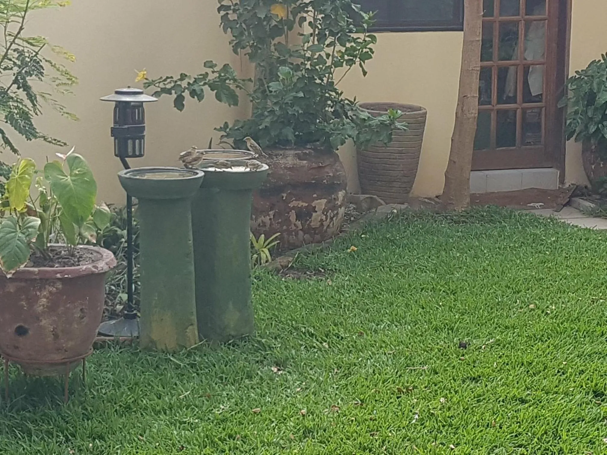 Garden in Roc Heights