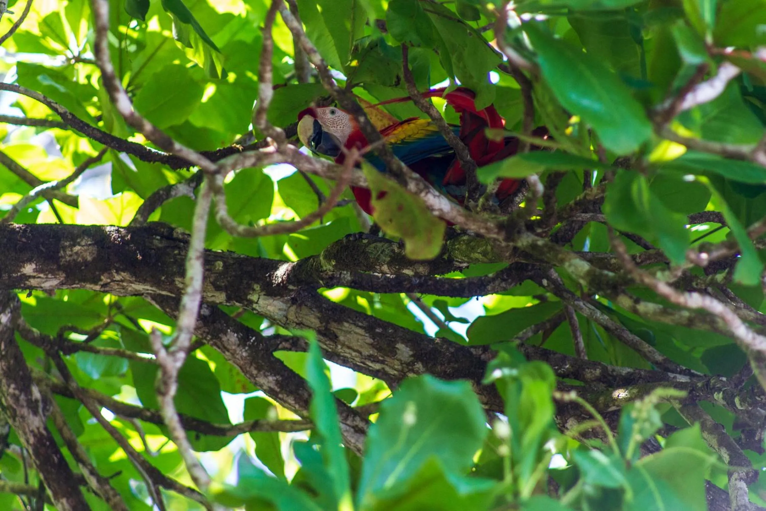 Animals in Las Caletas Lodge