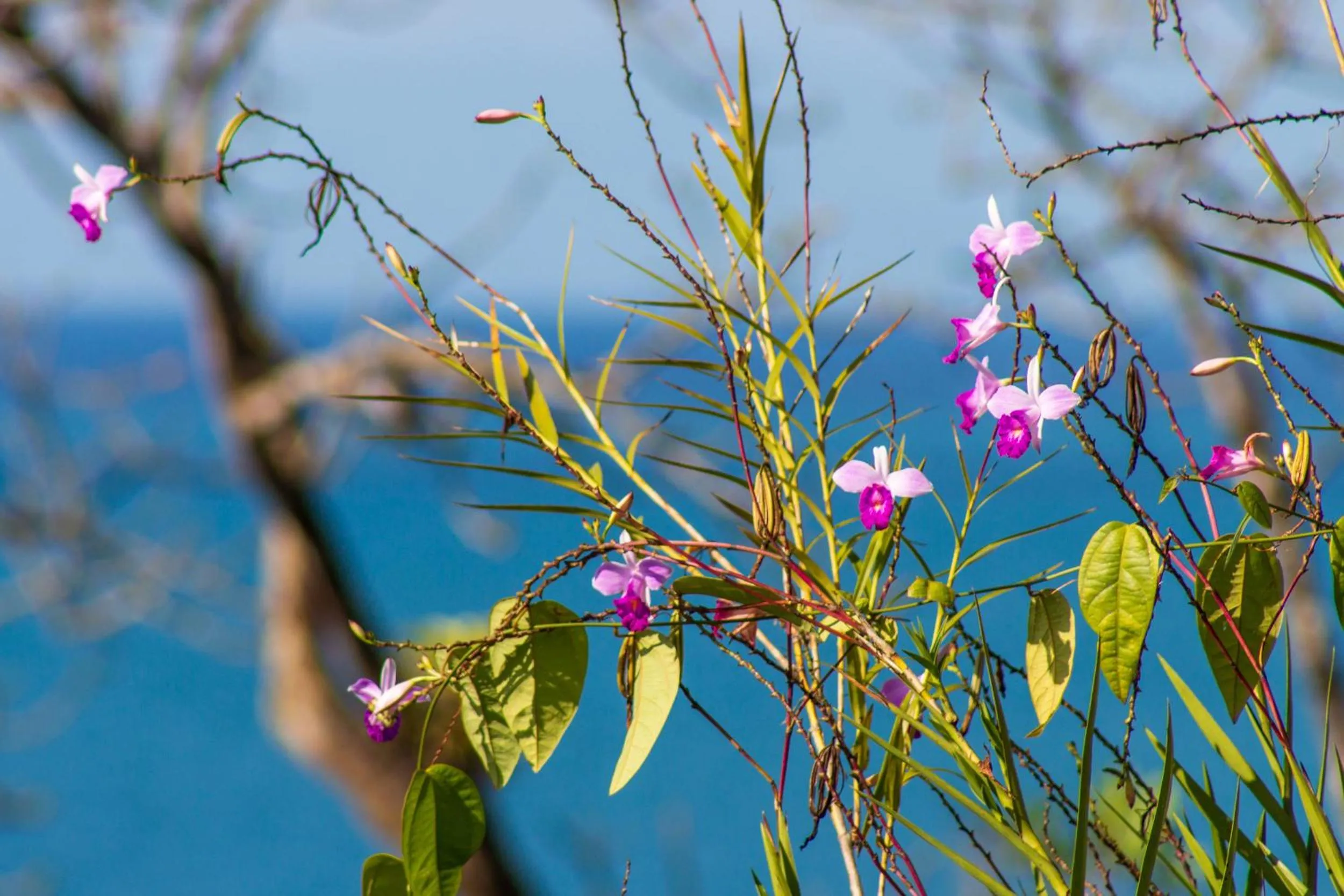 Garden in Las Caletas Lodge