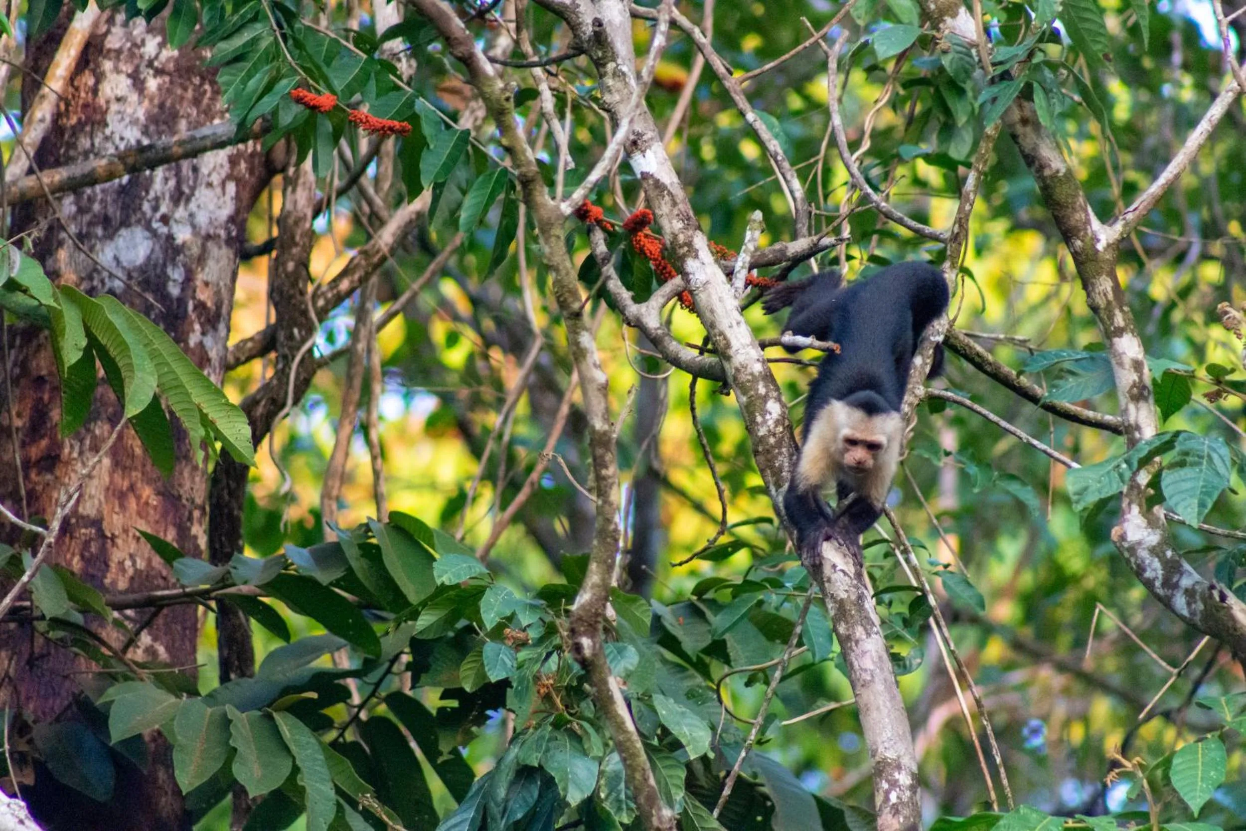 Animals in Las Caletas Lodge