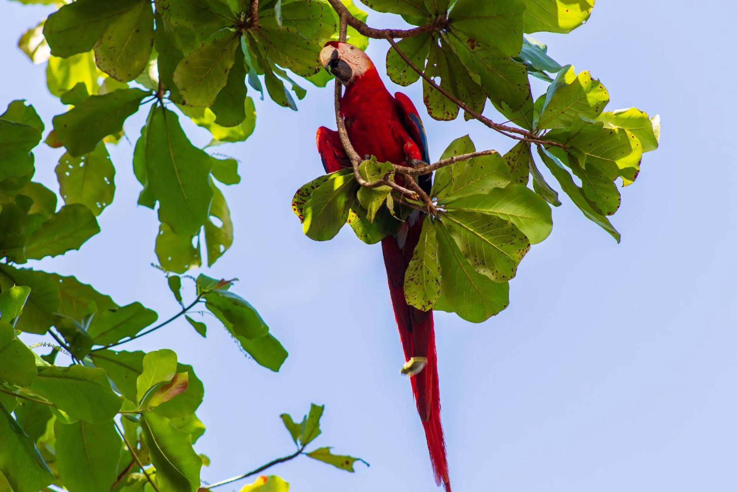 Animals in Las Caletas Lodge