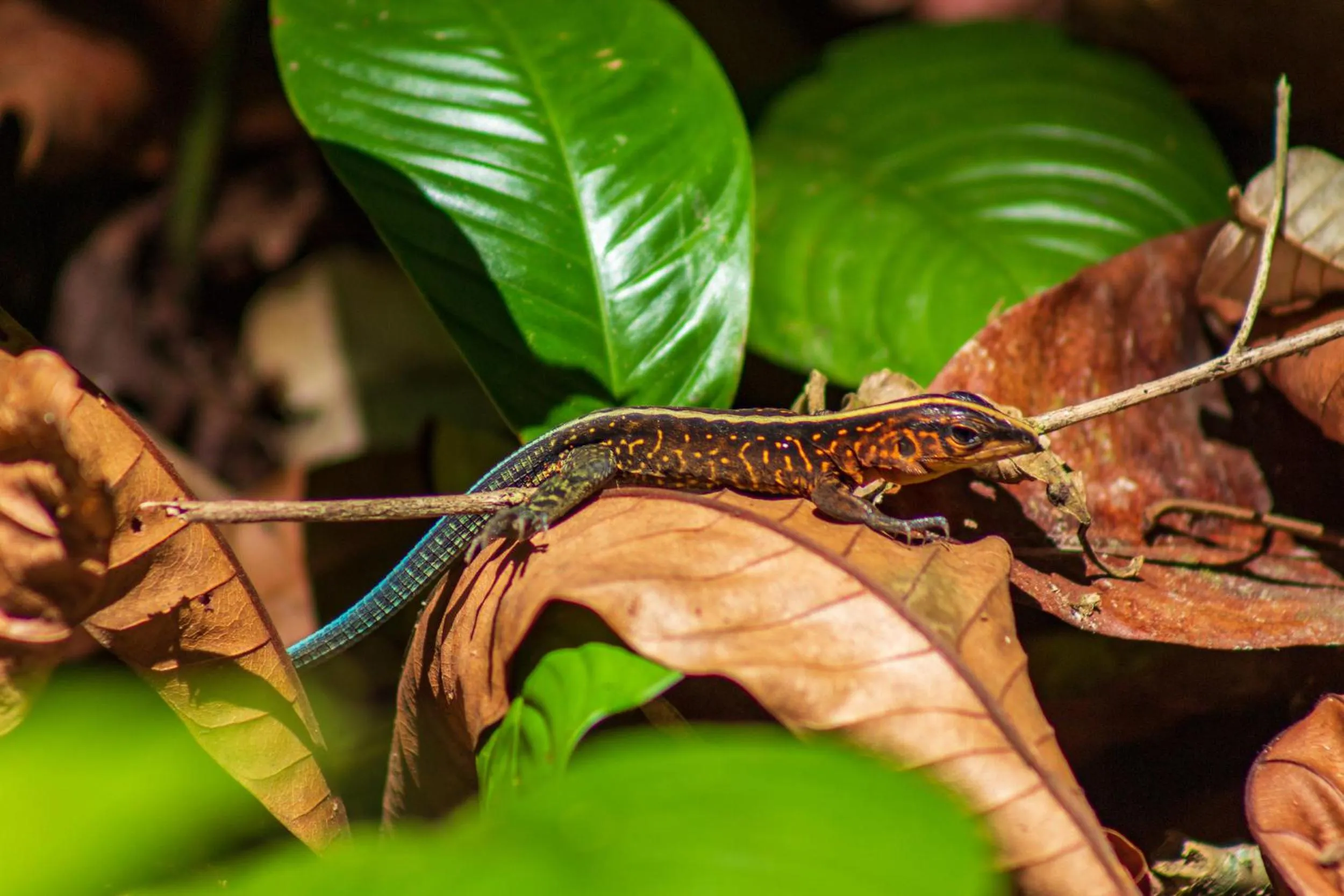 Animals in Las Caletas Lodge