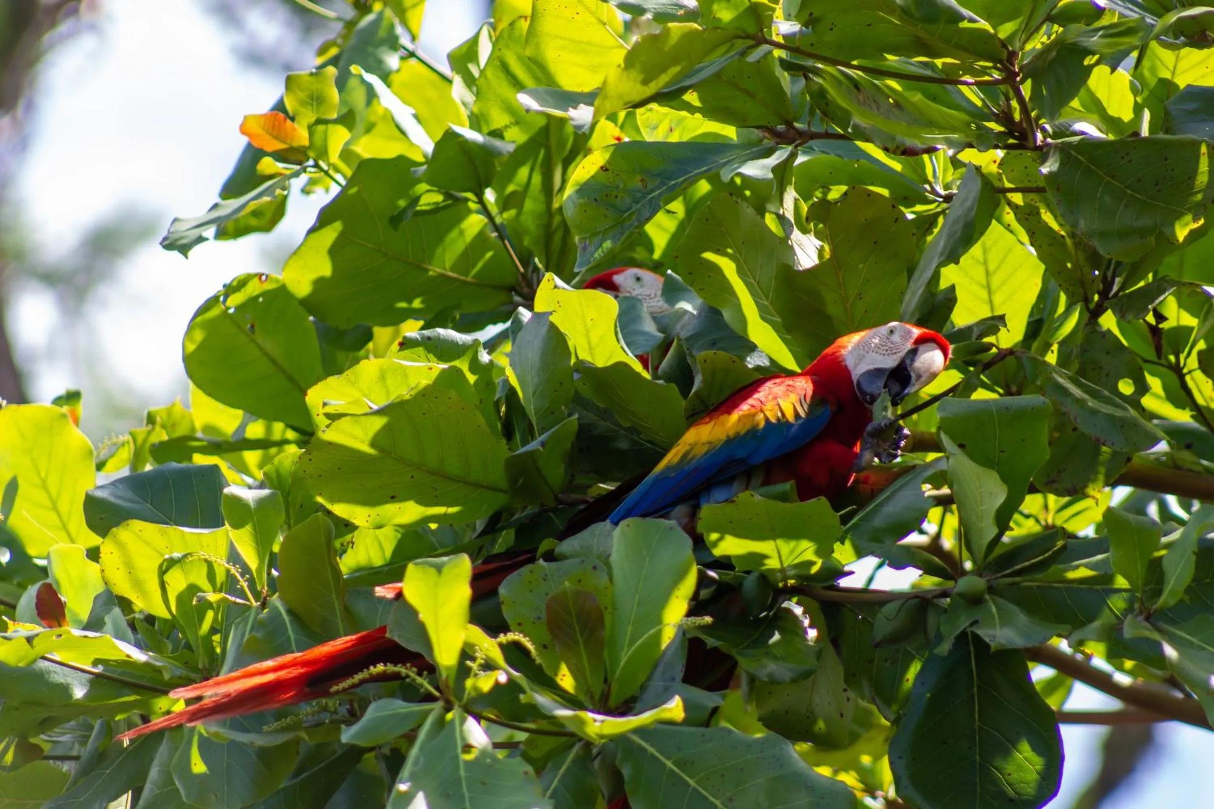 Animals in Las Caletas Lodge