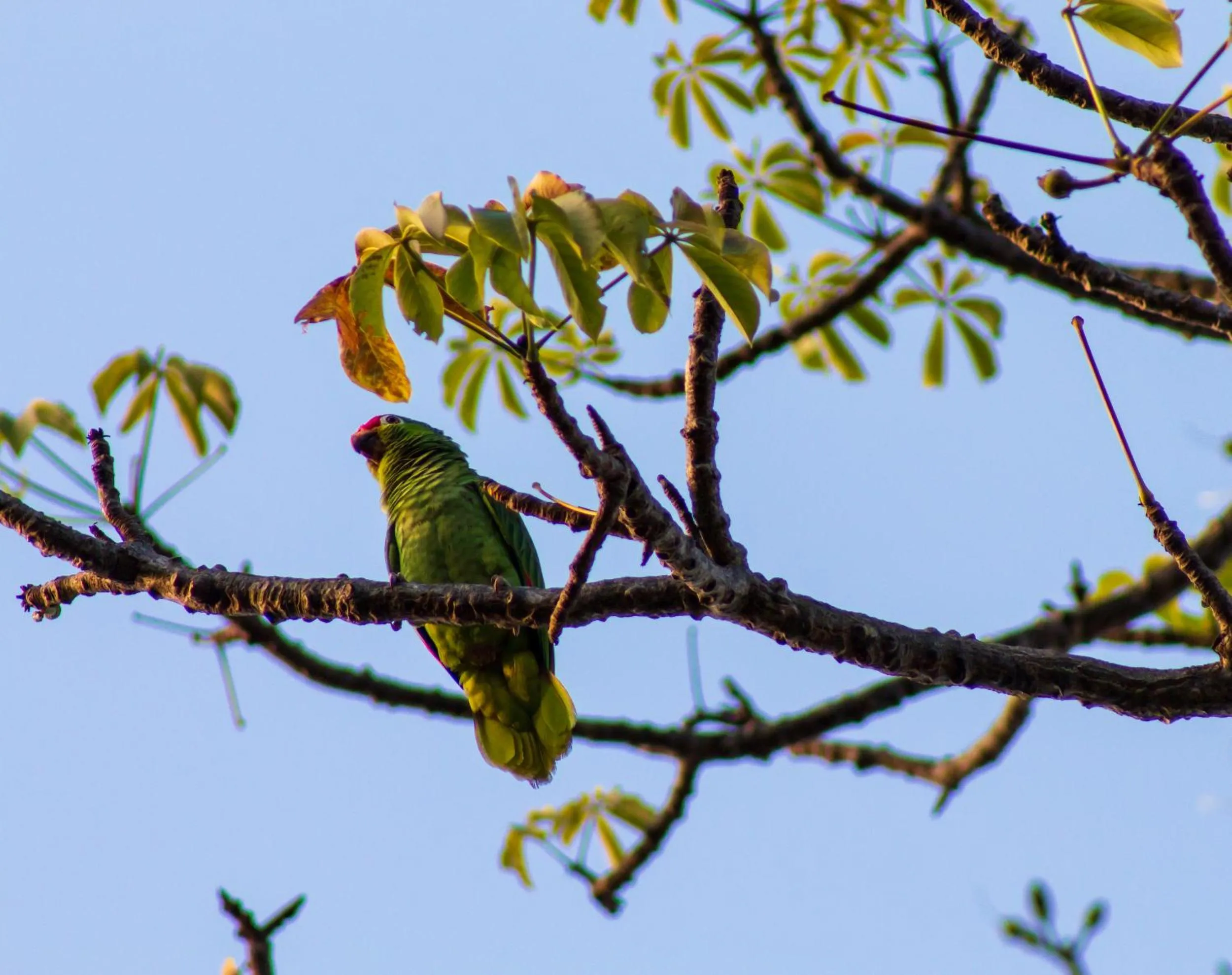 Animals in Las Caletas Lodge