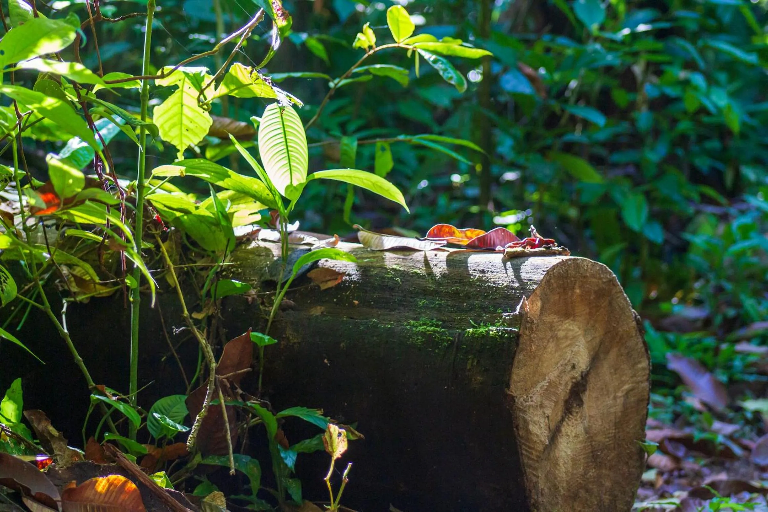 Hiking in Las Caletas Lodge