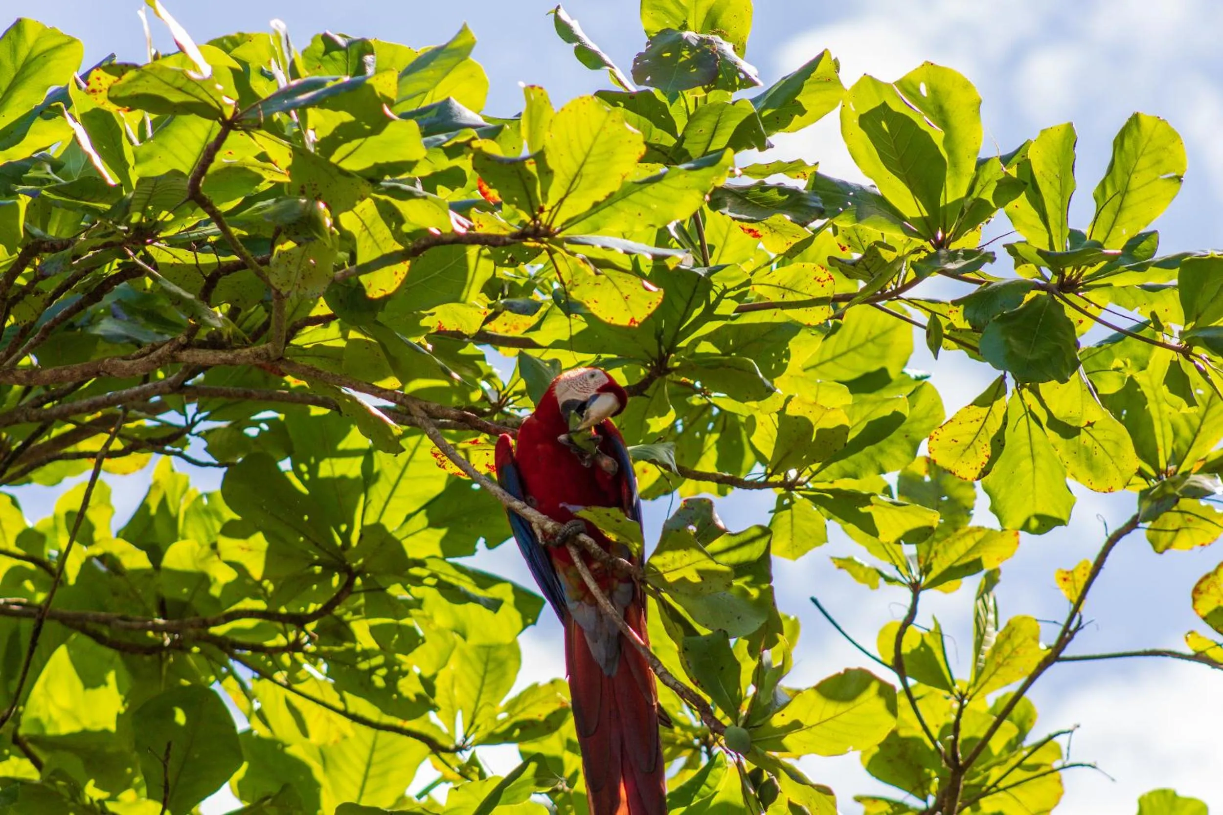 Animals in Las Caletas Lodge