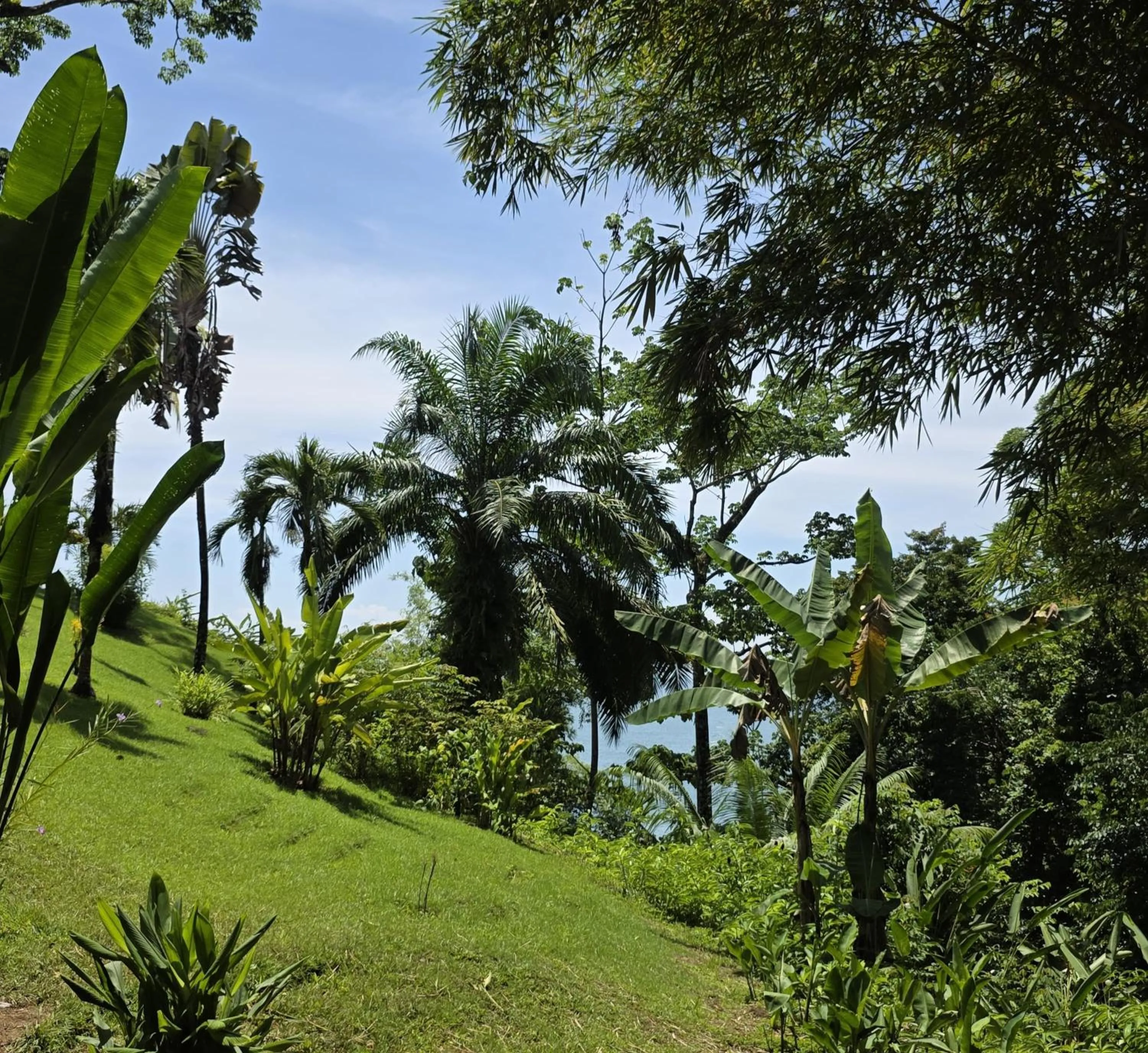 View (from property/room) in Las Caletas Lodge