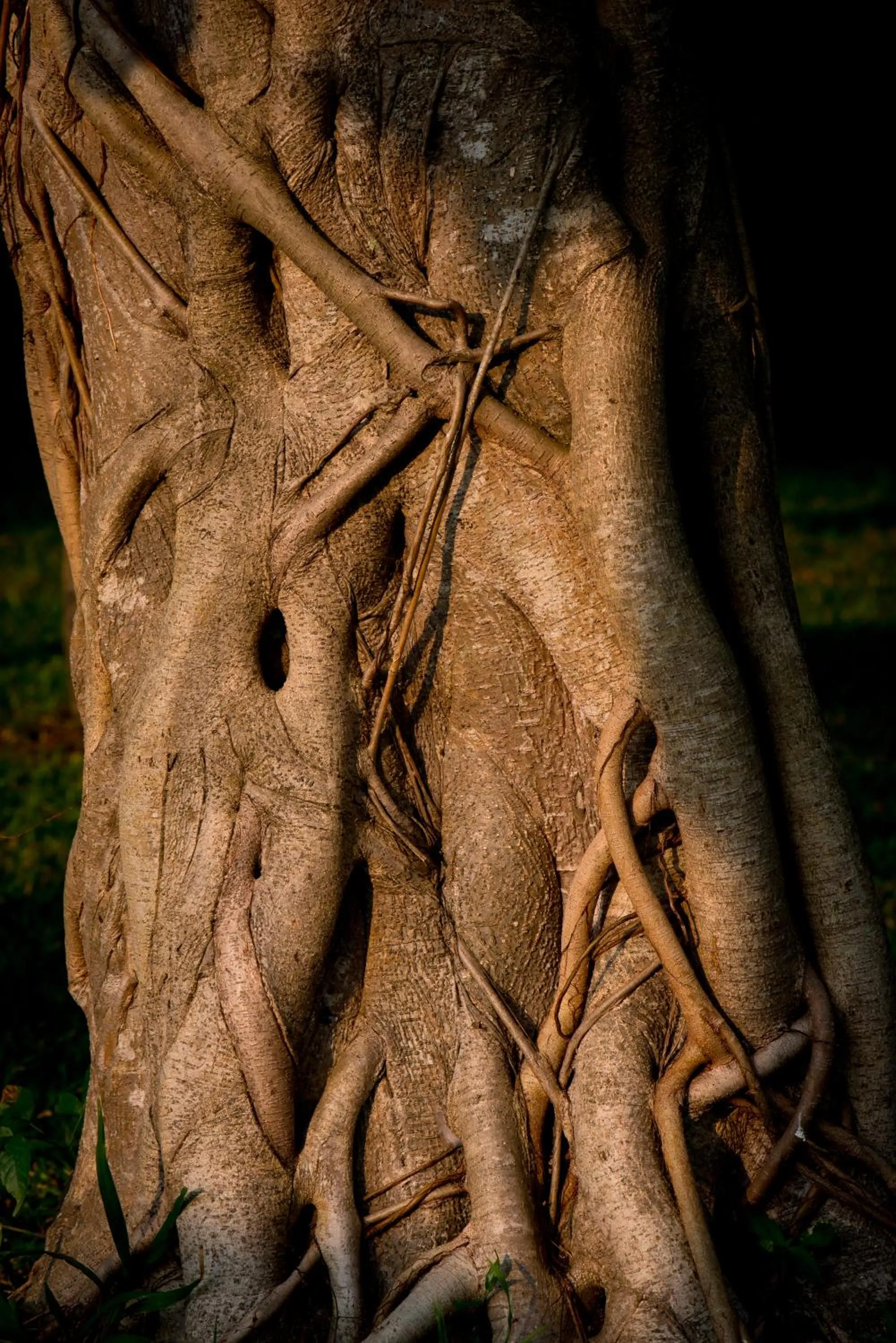 Property building in Purity at Lake Vembanad