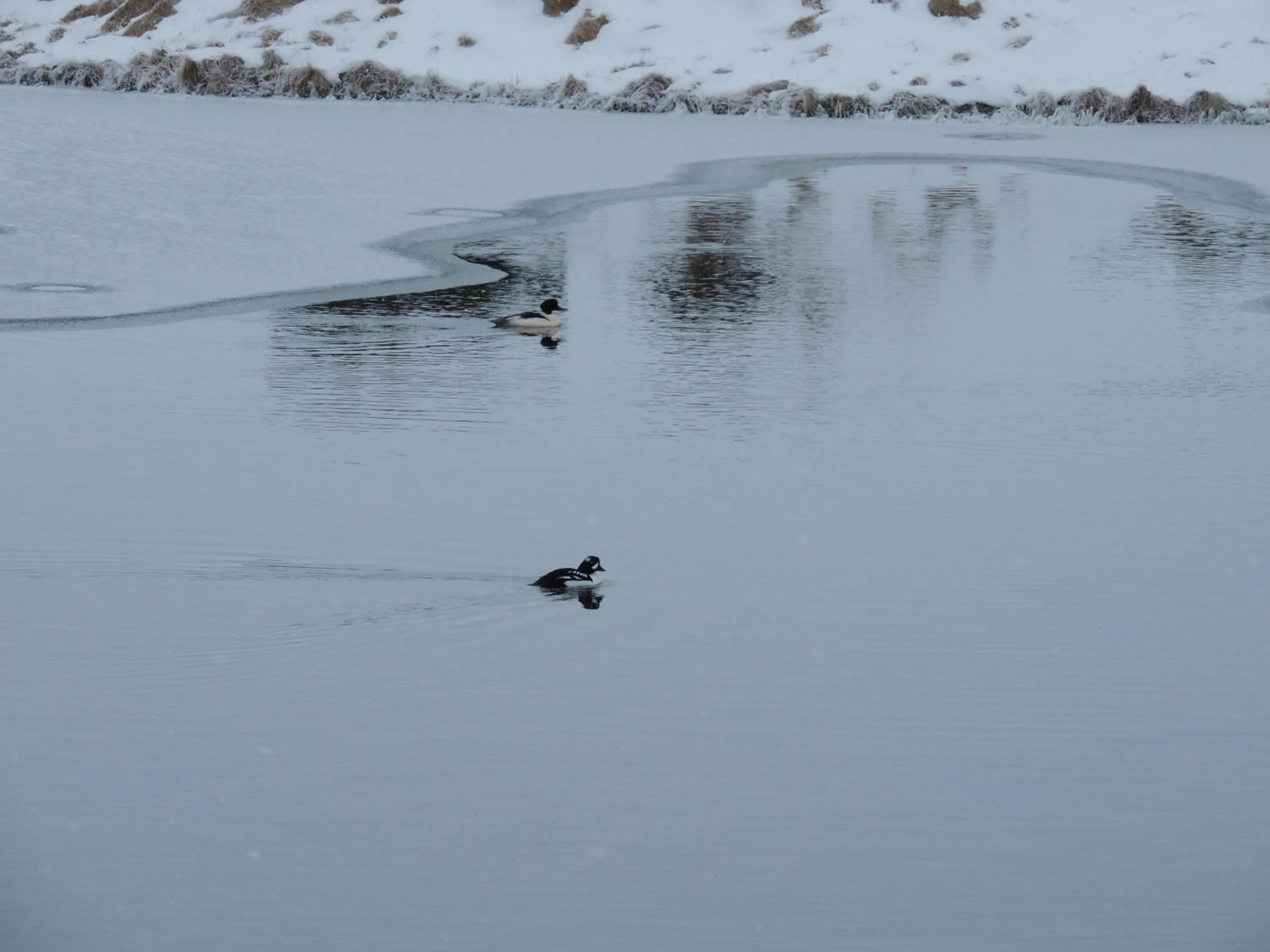 Winter in Dimmuborgir Guesthouse