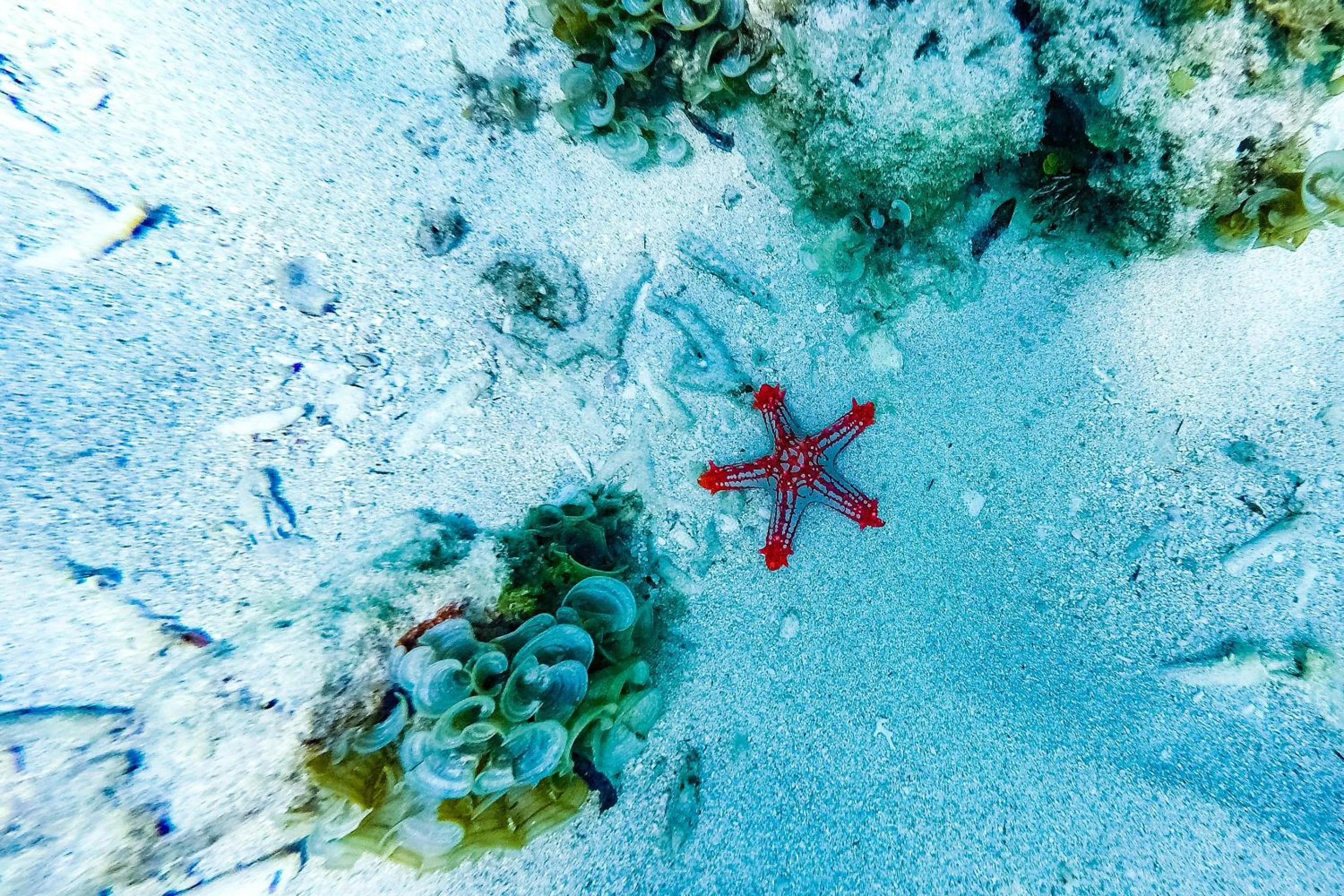 Diving in Nomad Beach Resort