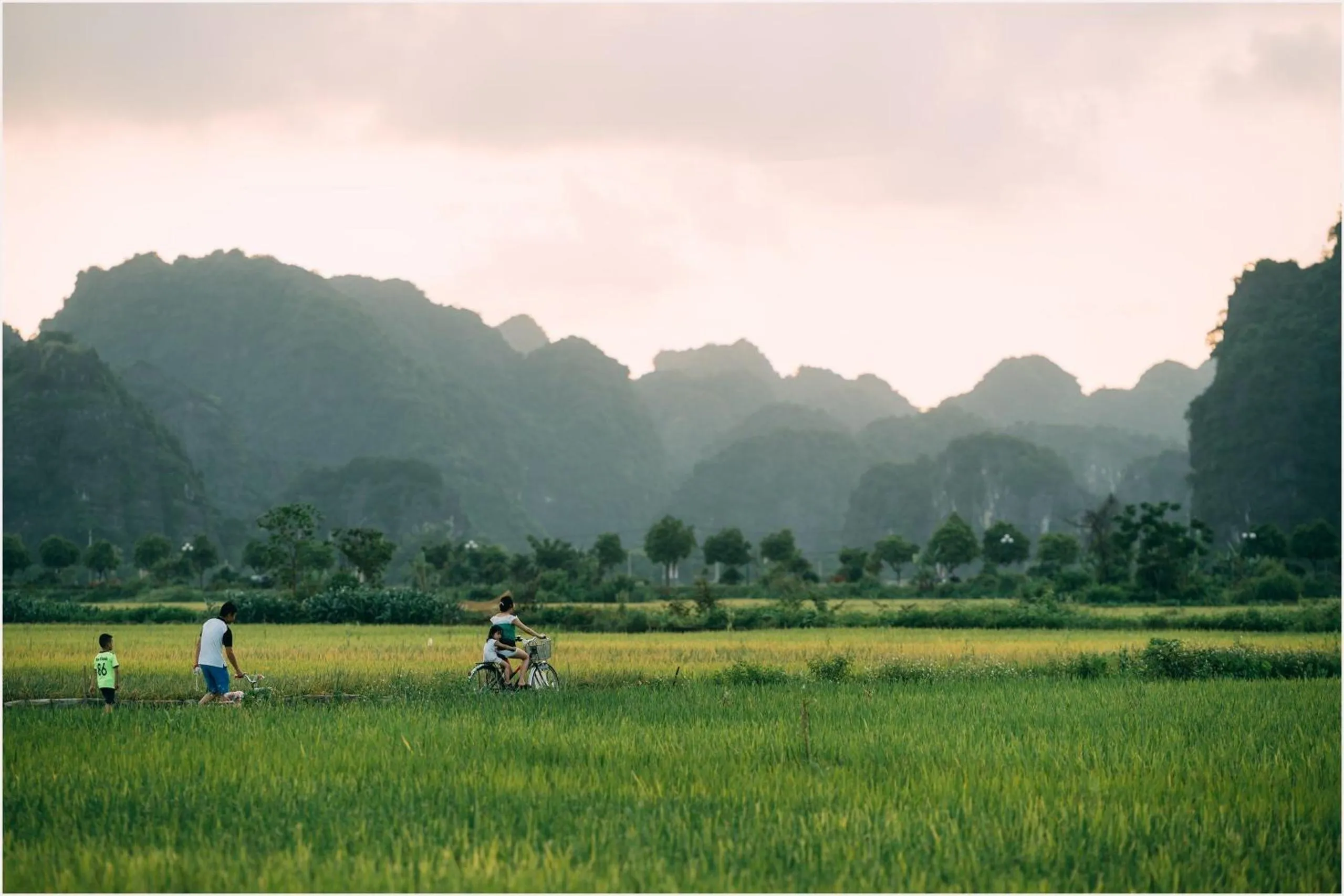 Spring in Tam Coc Windy Fields