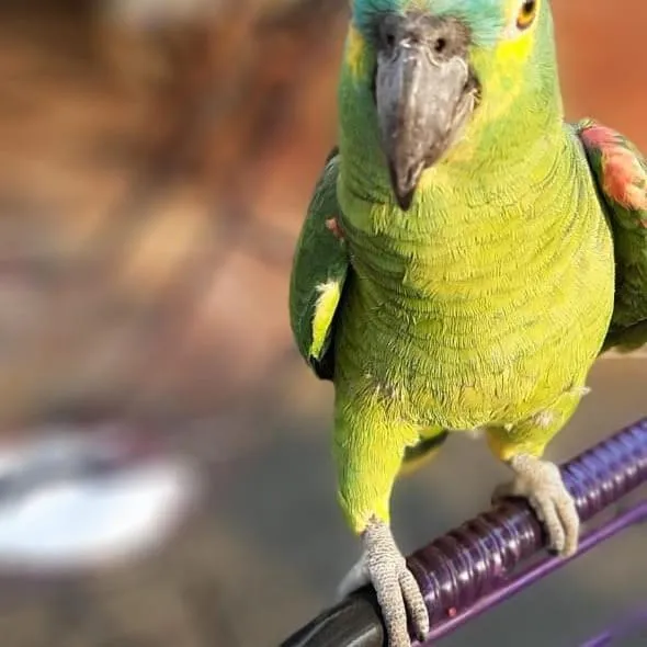 Pousada Pé da Serra