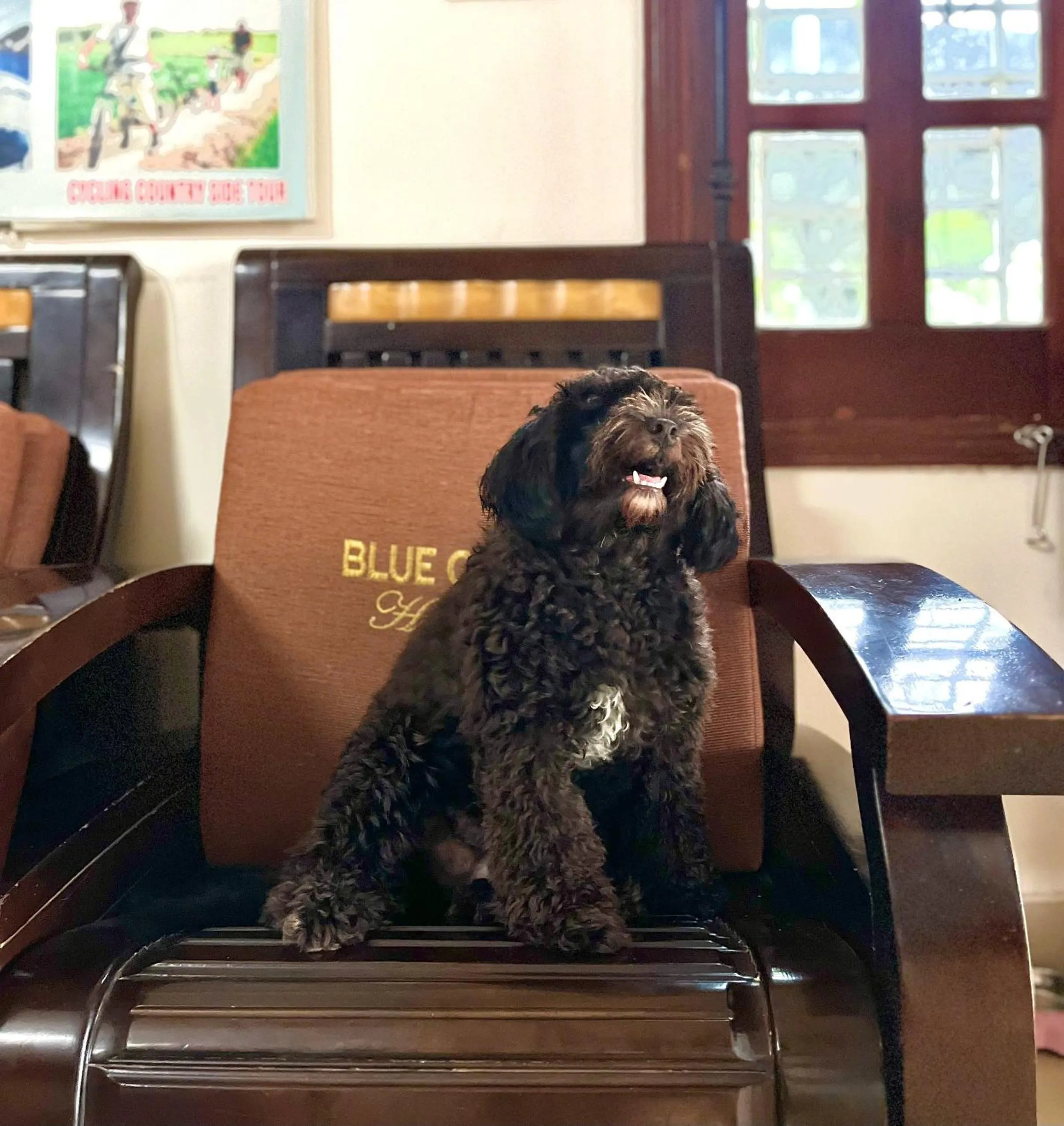 Pets in Blue Clouds Homestay