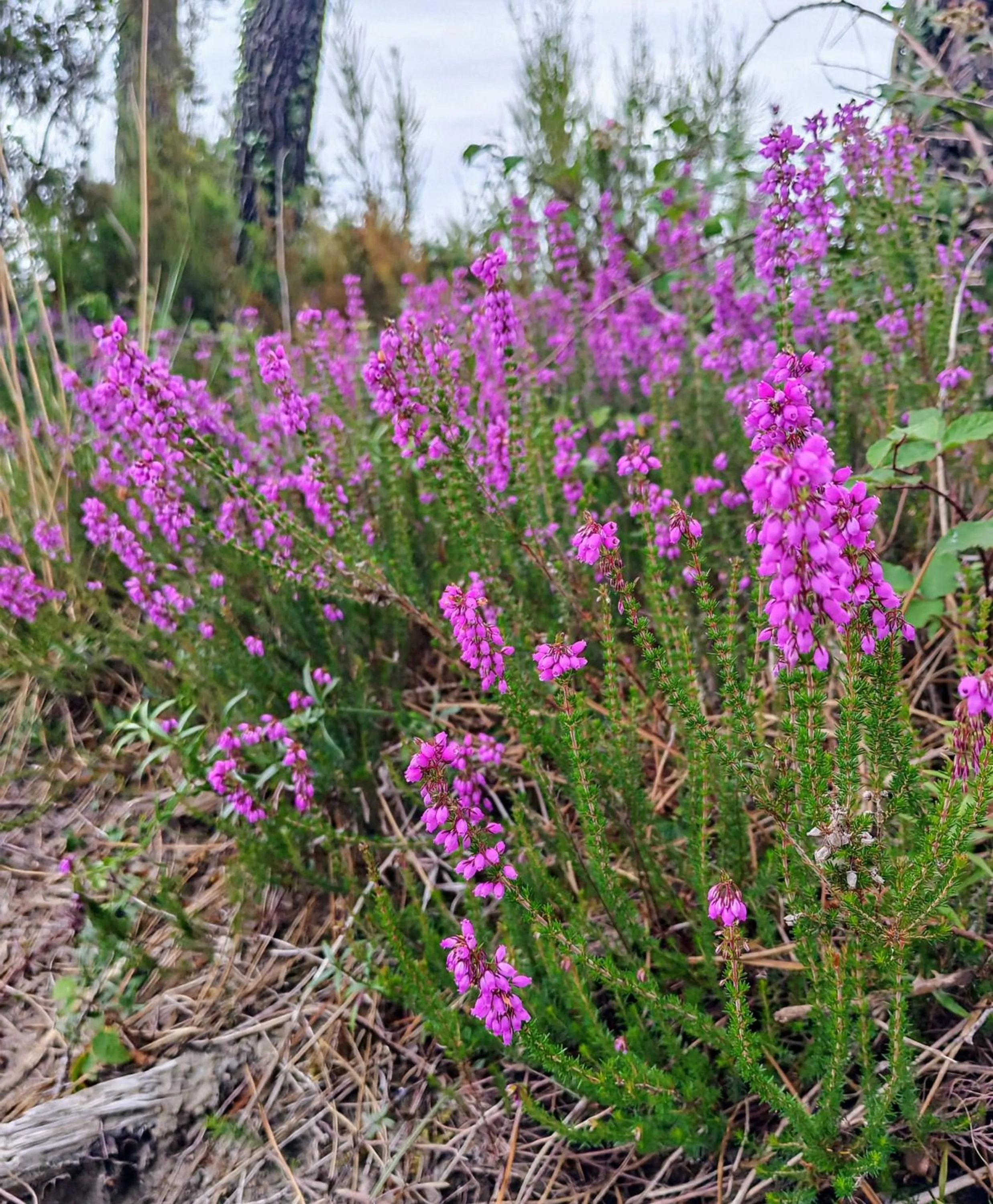 Property building in B&B HOTEL Saint-Geours-de-Maremne Hossegor