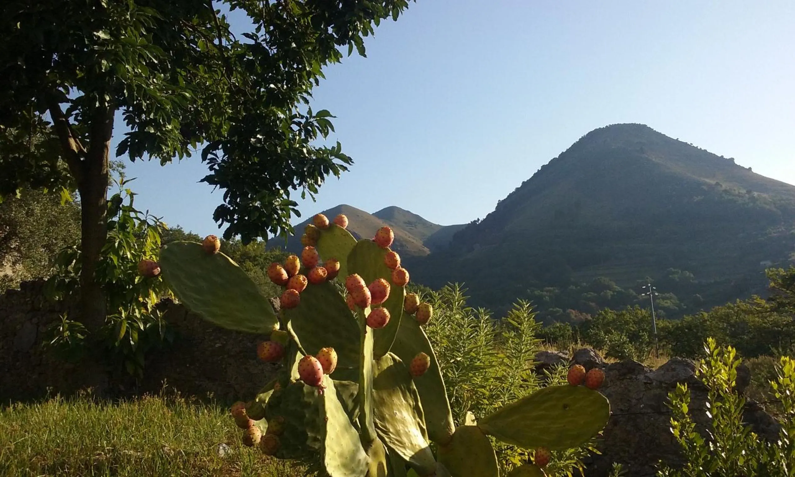 Garden in Il Giardino di Julia B&B