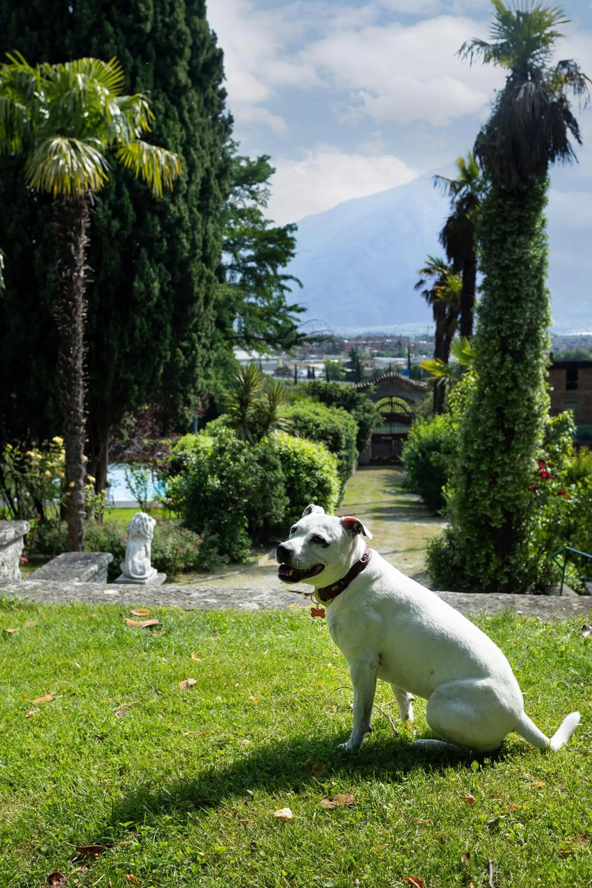 Pets in Villa Angelica