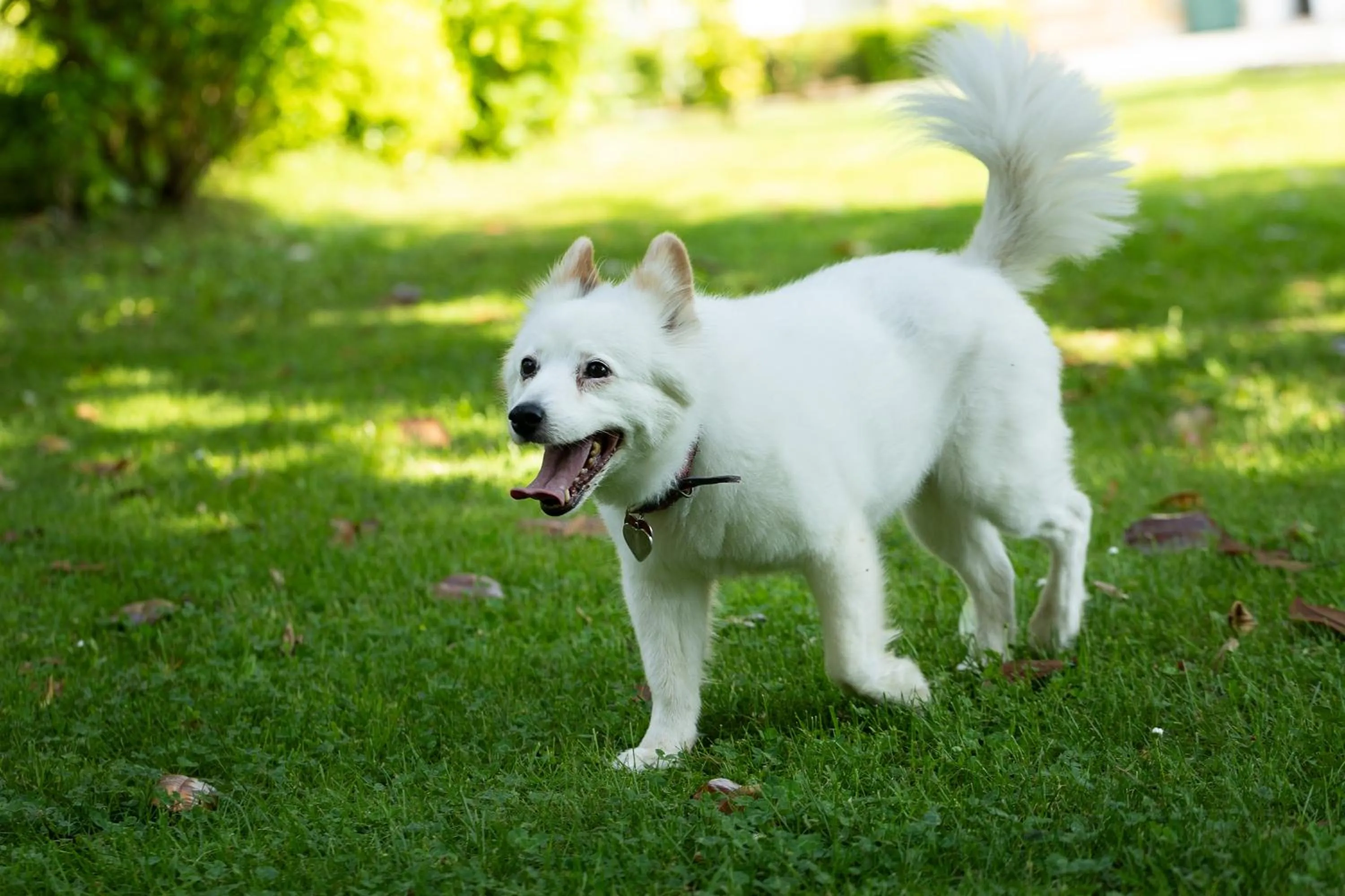 Pets in Villa Angelica