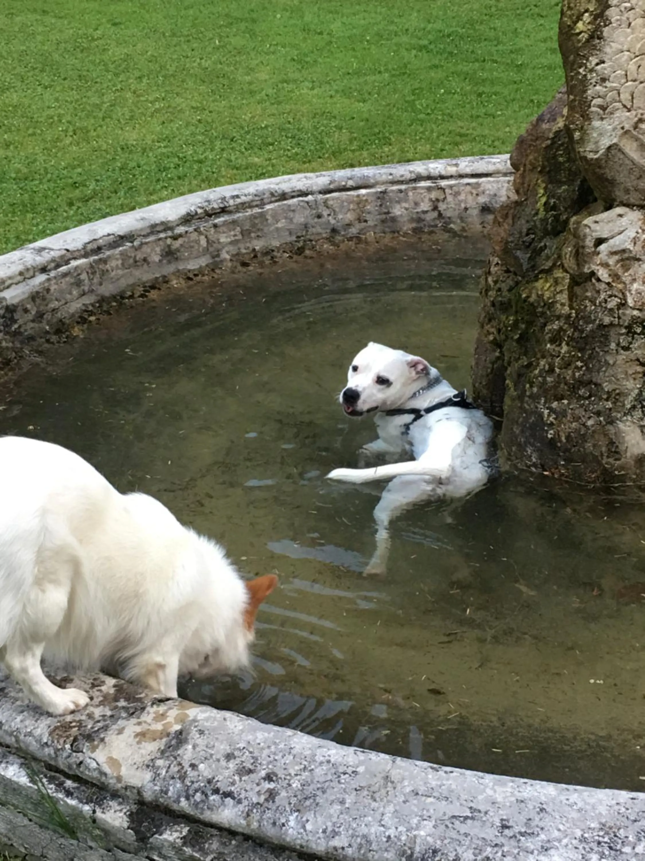 Pets in Villa Angelica