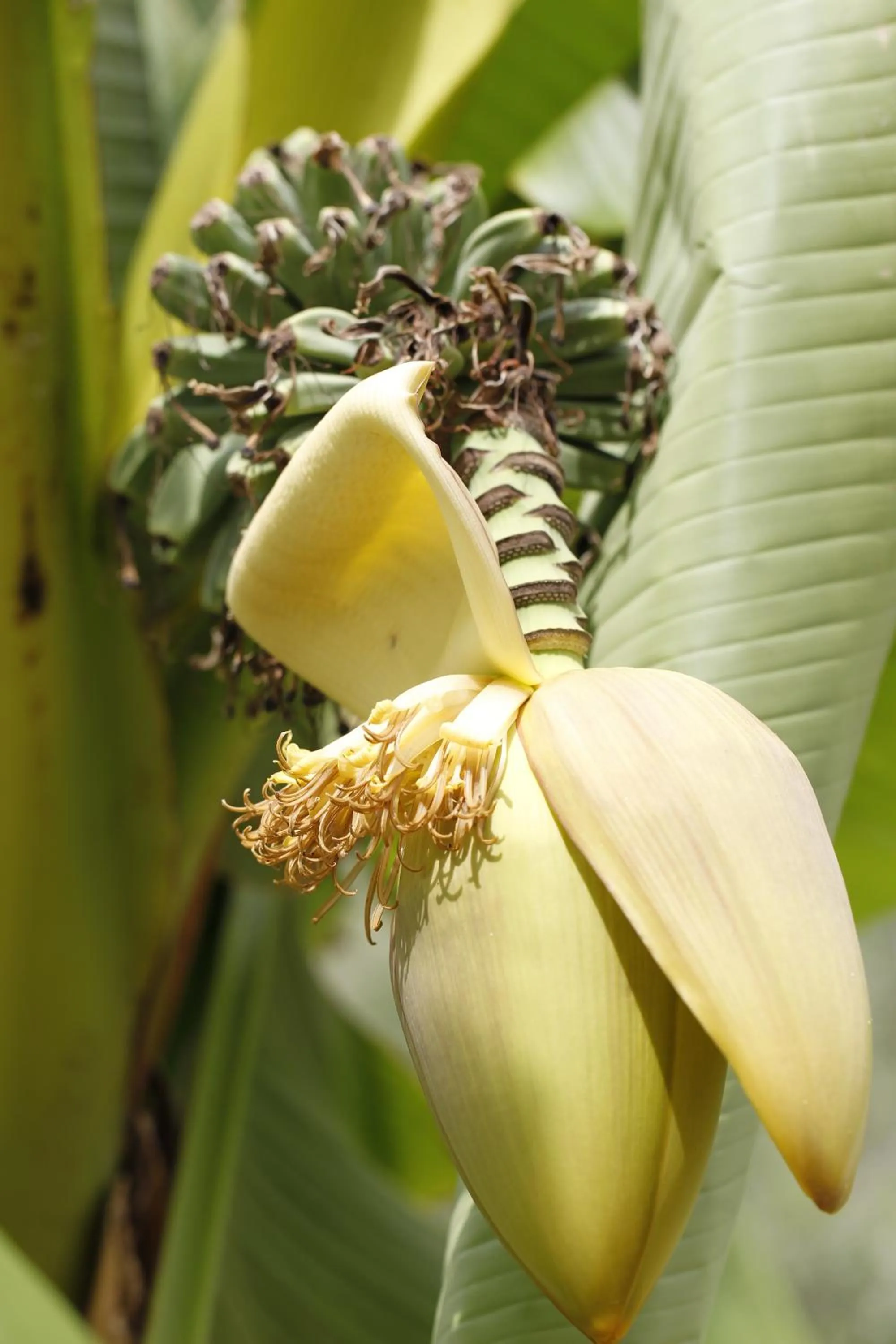 Garden in Agriturismo Posta Pastorella