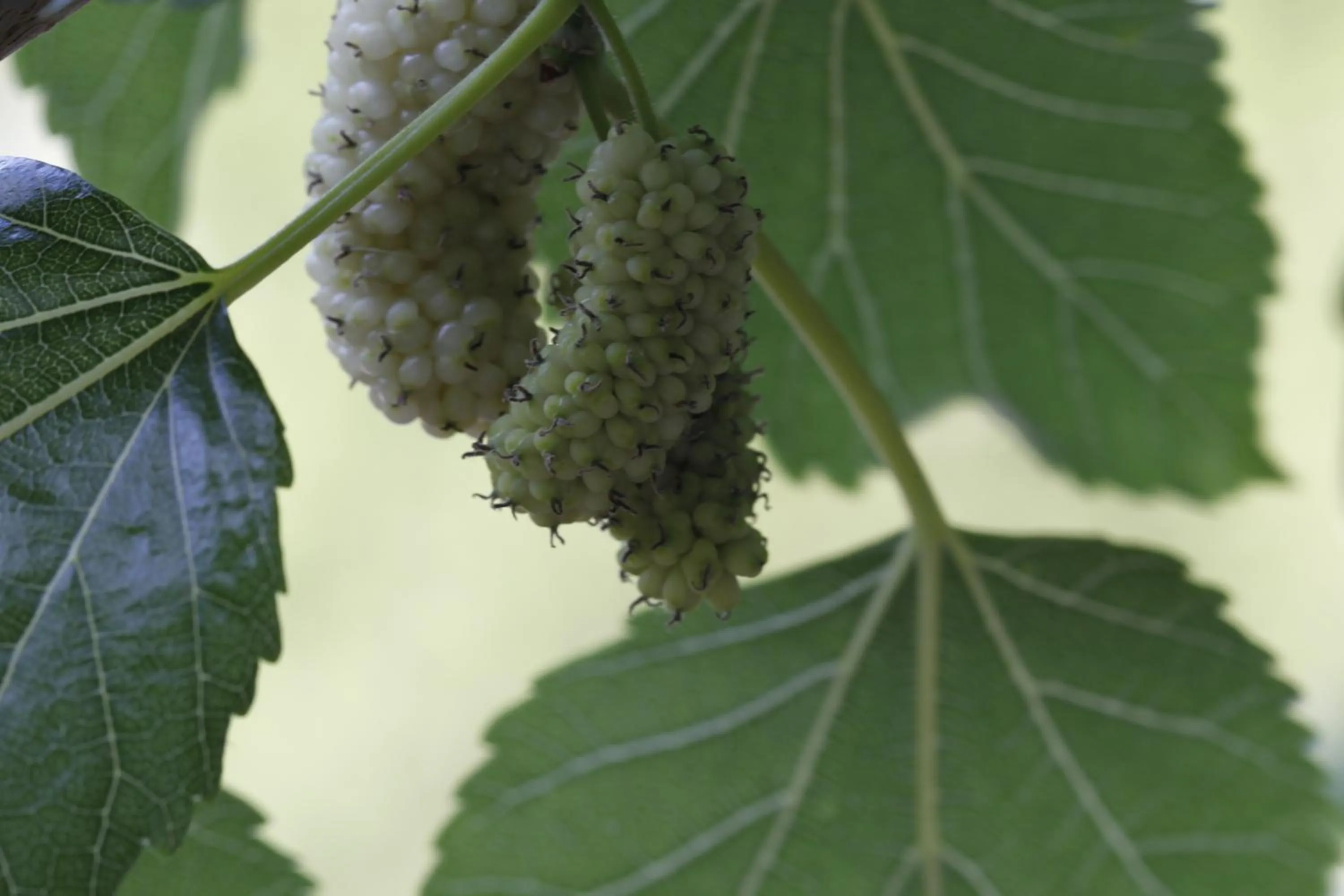Garden in Agriturismo Posta Pastorella
