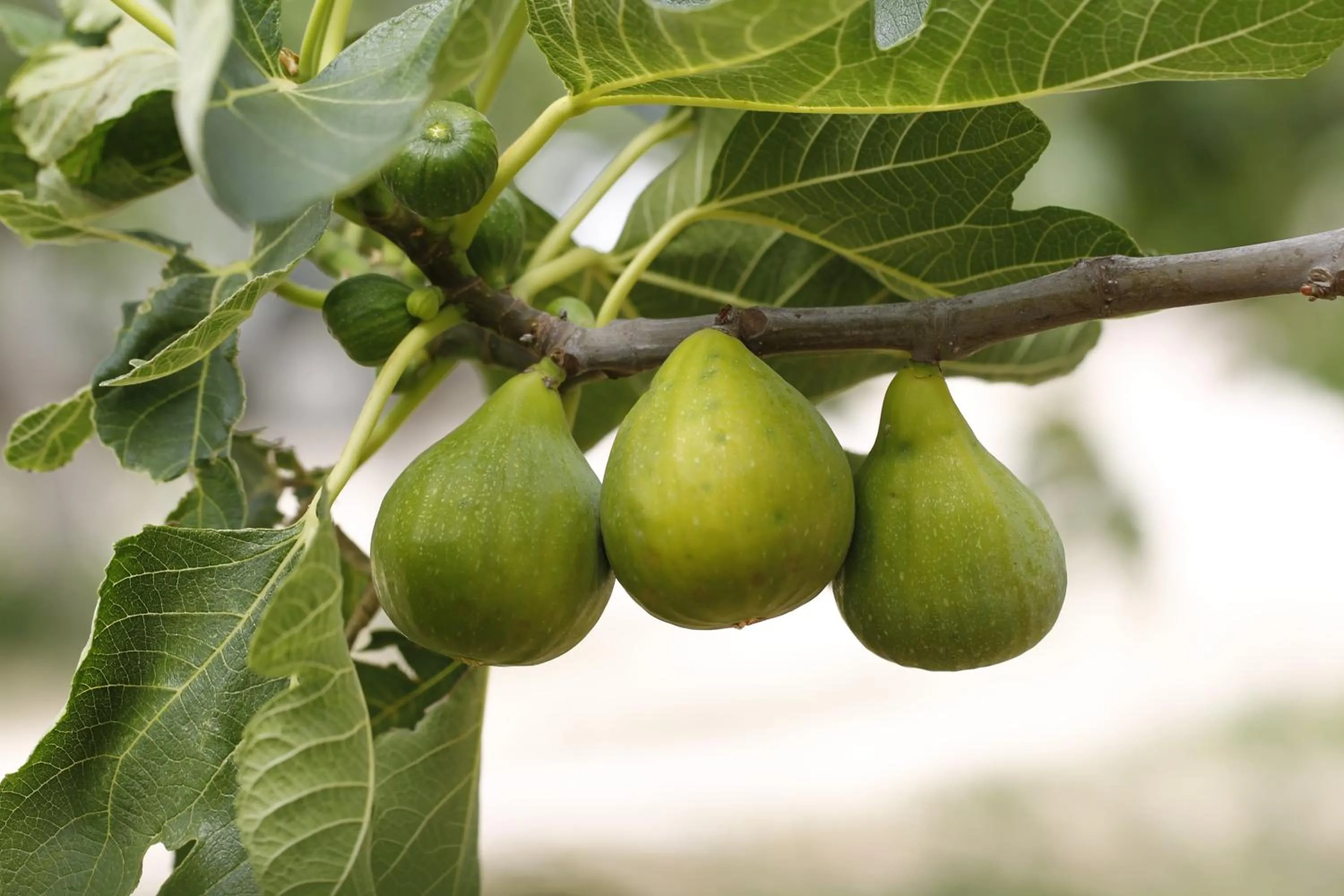 Garden in Agriturismo Posta Pastorella