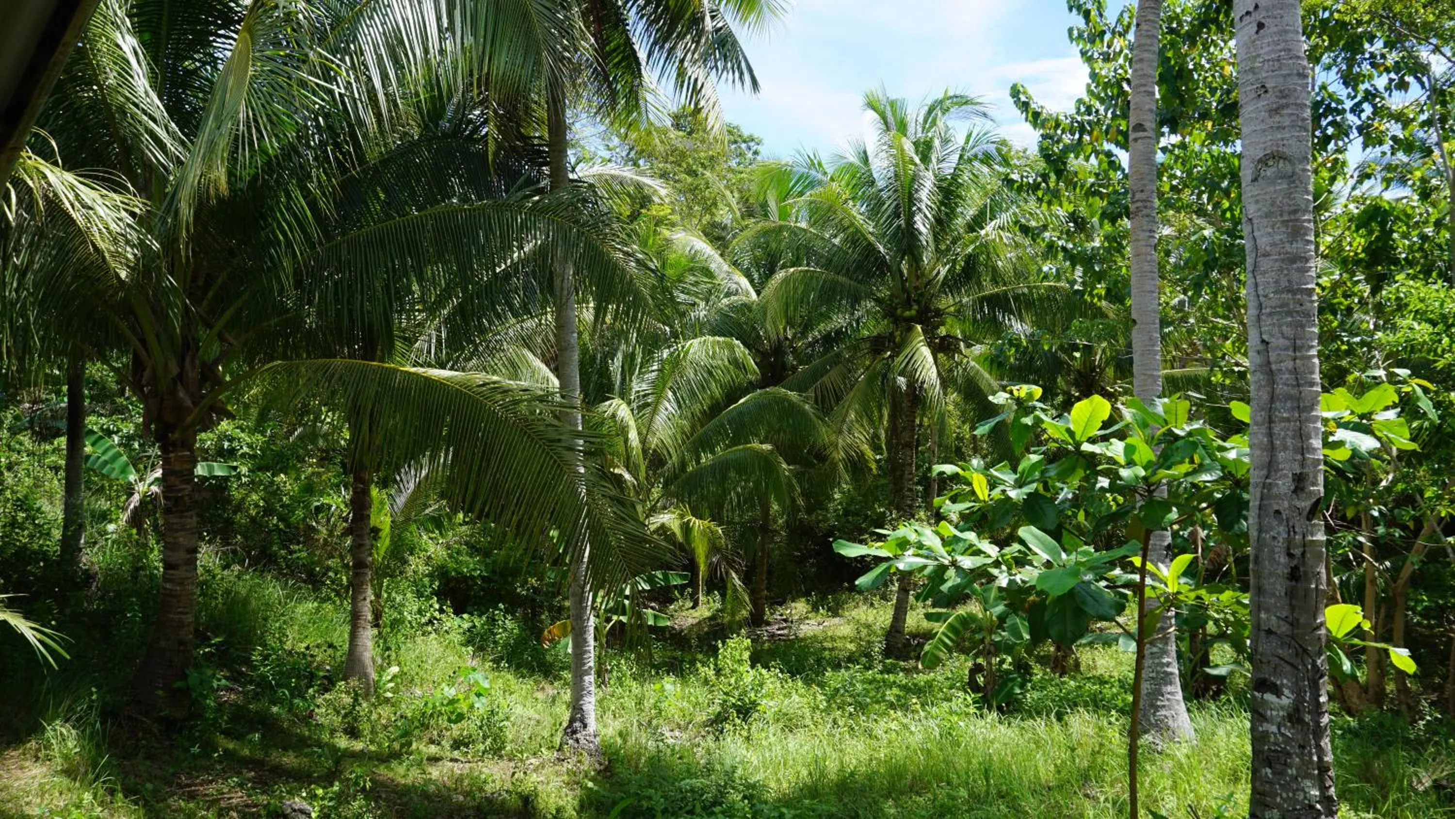 View (from property/room) in Rose Apartments