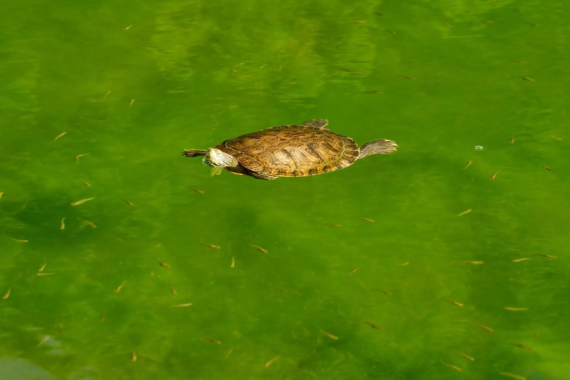 The Navigator - Palm Oasis Alvor - All Inclusive