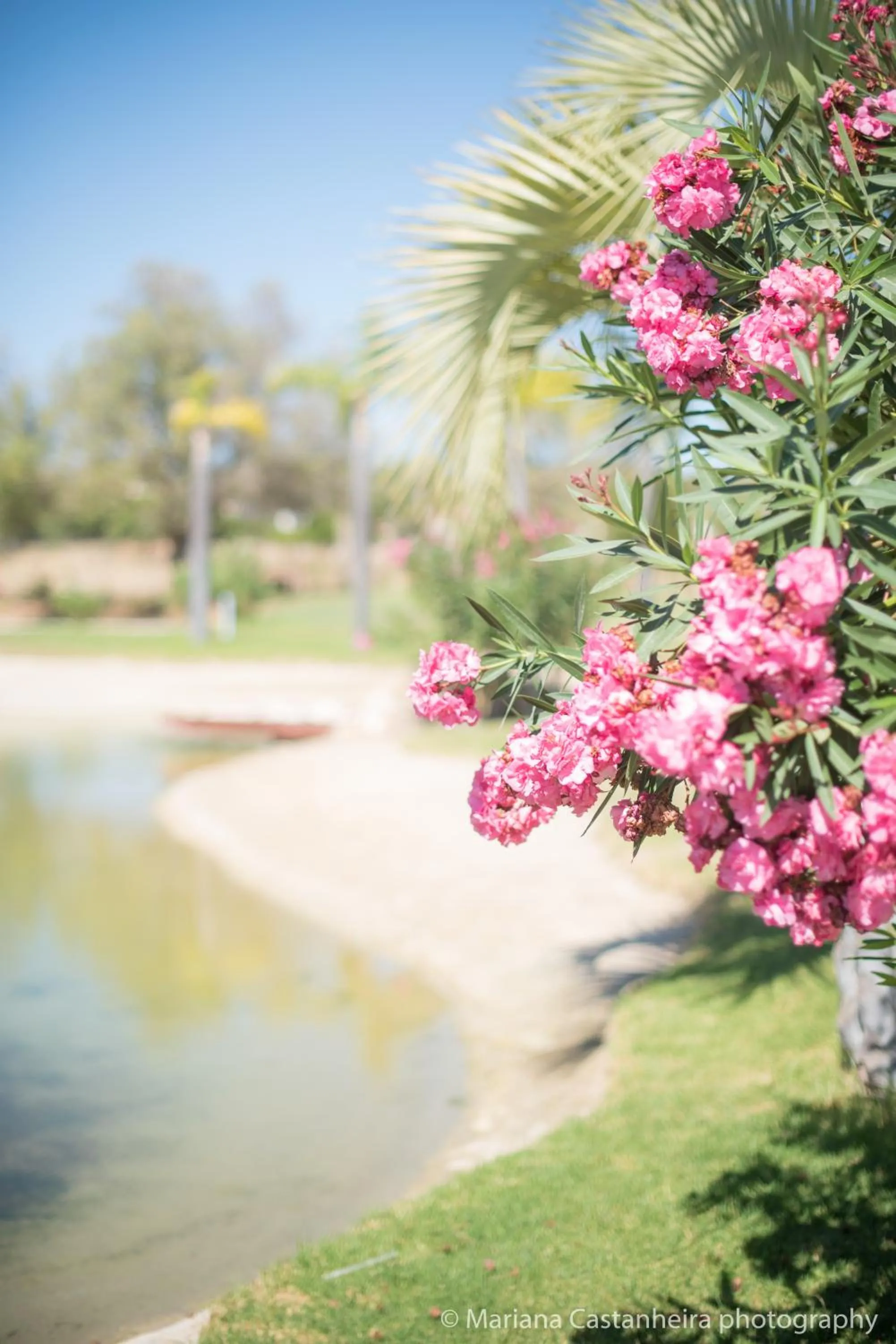 Natural landscape in The Navigator - Palm Oasis Alvor - All Inclusive