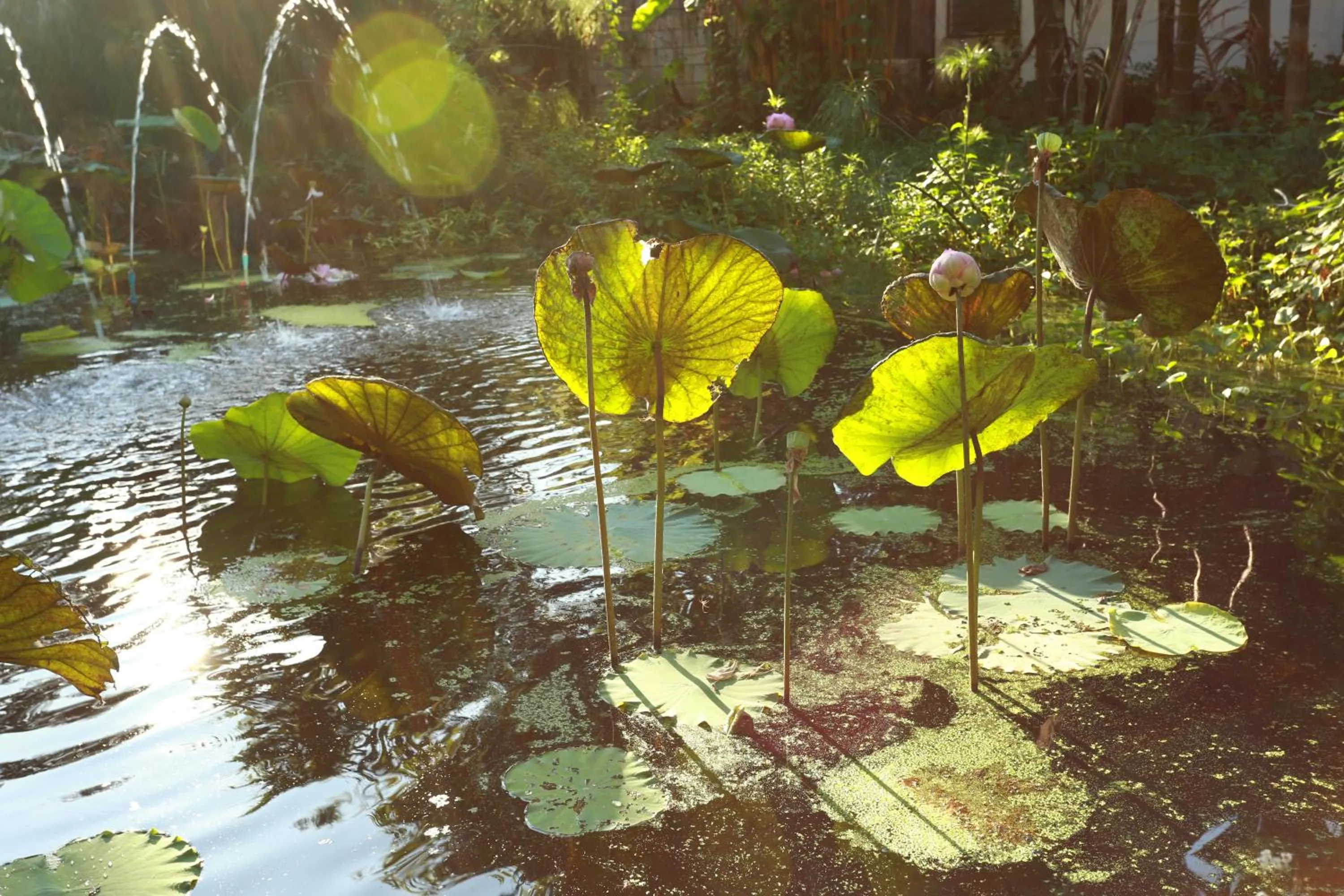 Garden in Viang Thapae Resort