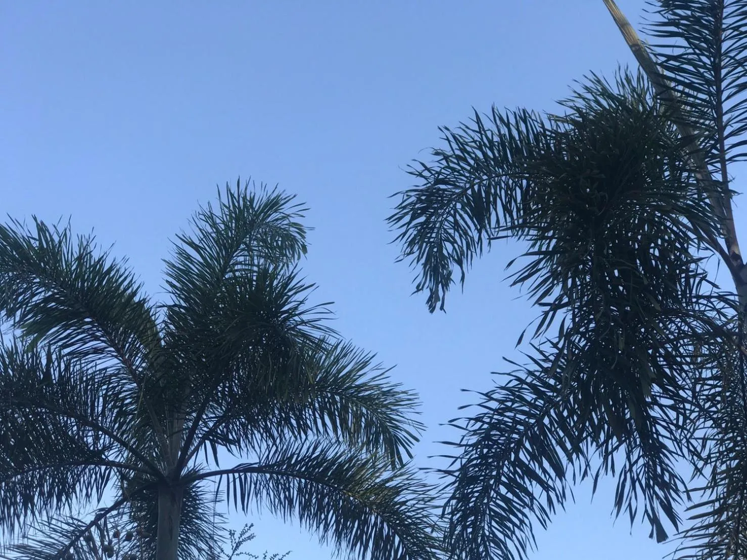 Garden in Jim Guesthouse