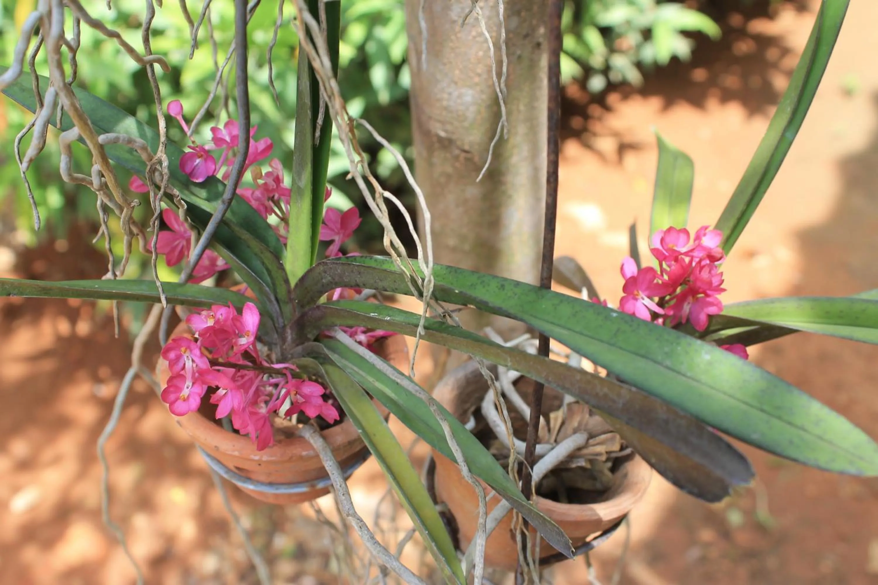 Garden in Jim Guesthouse