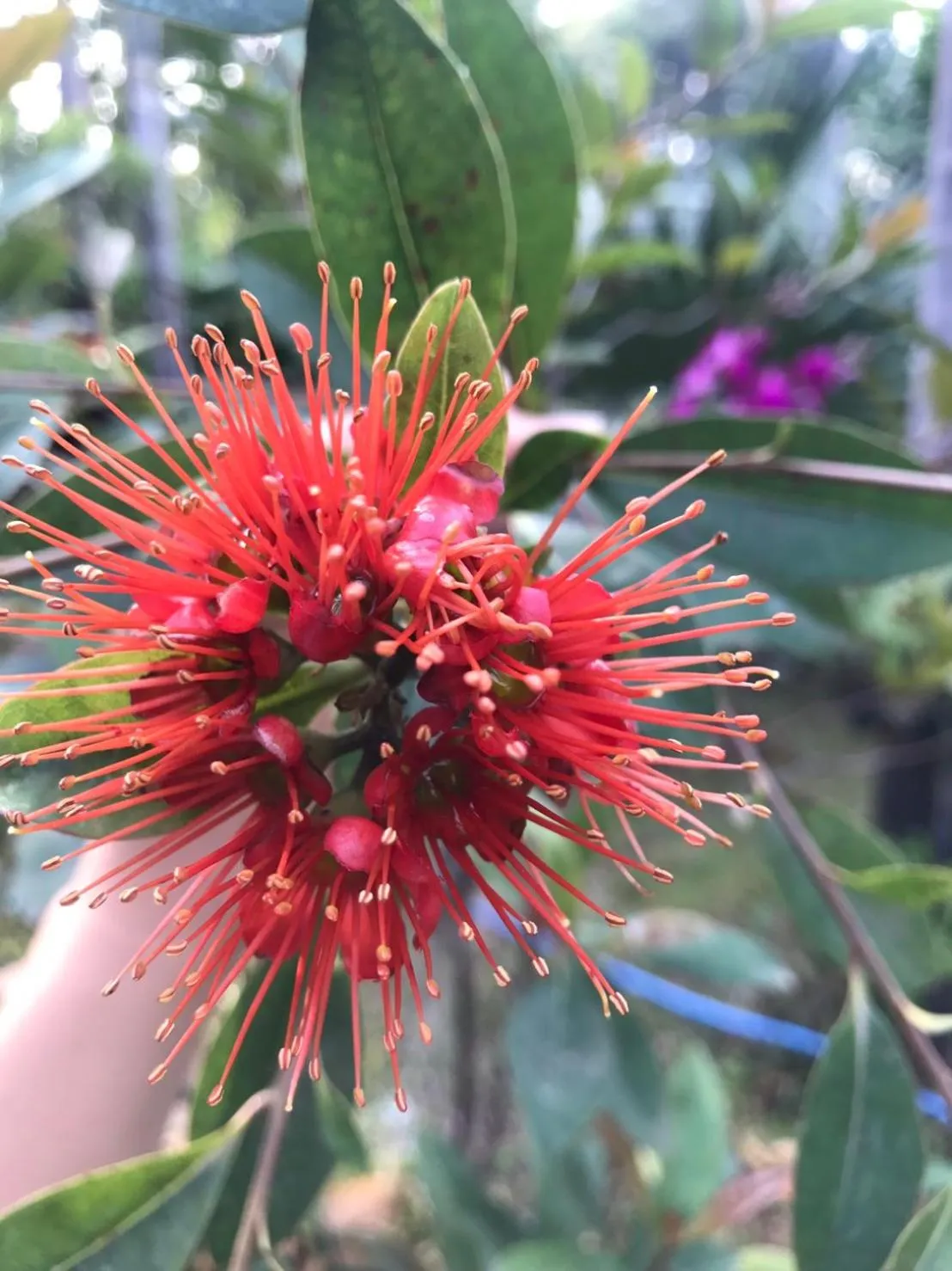 Garden in Jim Guesthouse