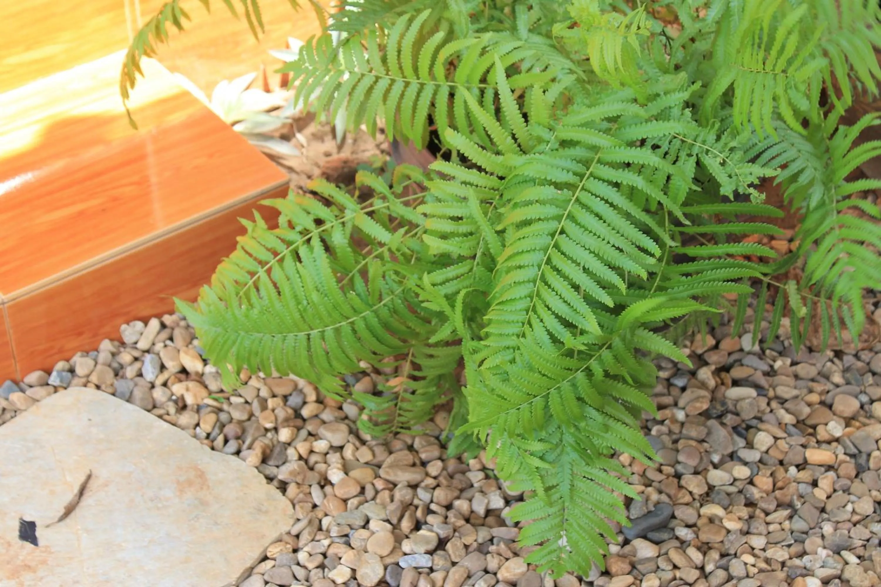 Garden in Jim Guesthouse