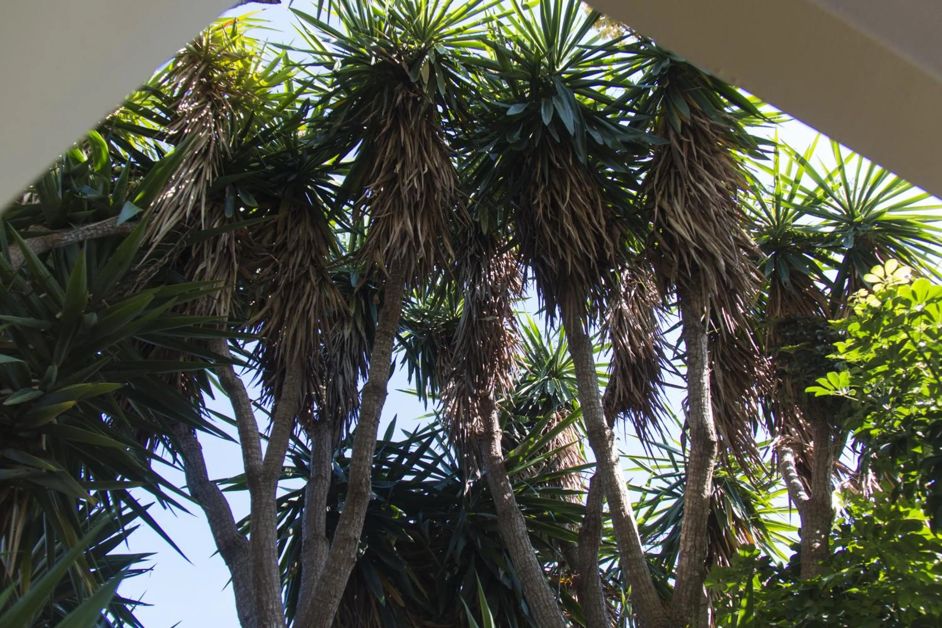 Garden view in B&B Luxury