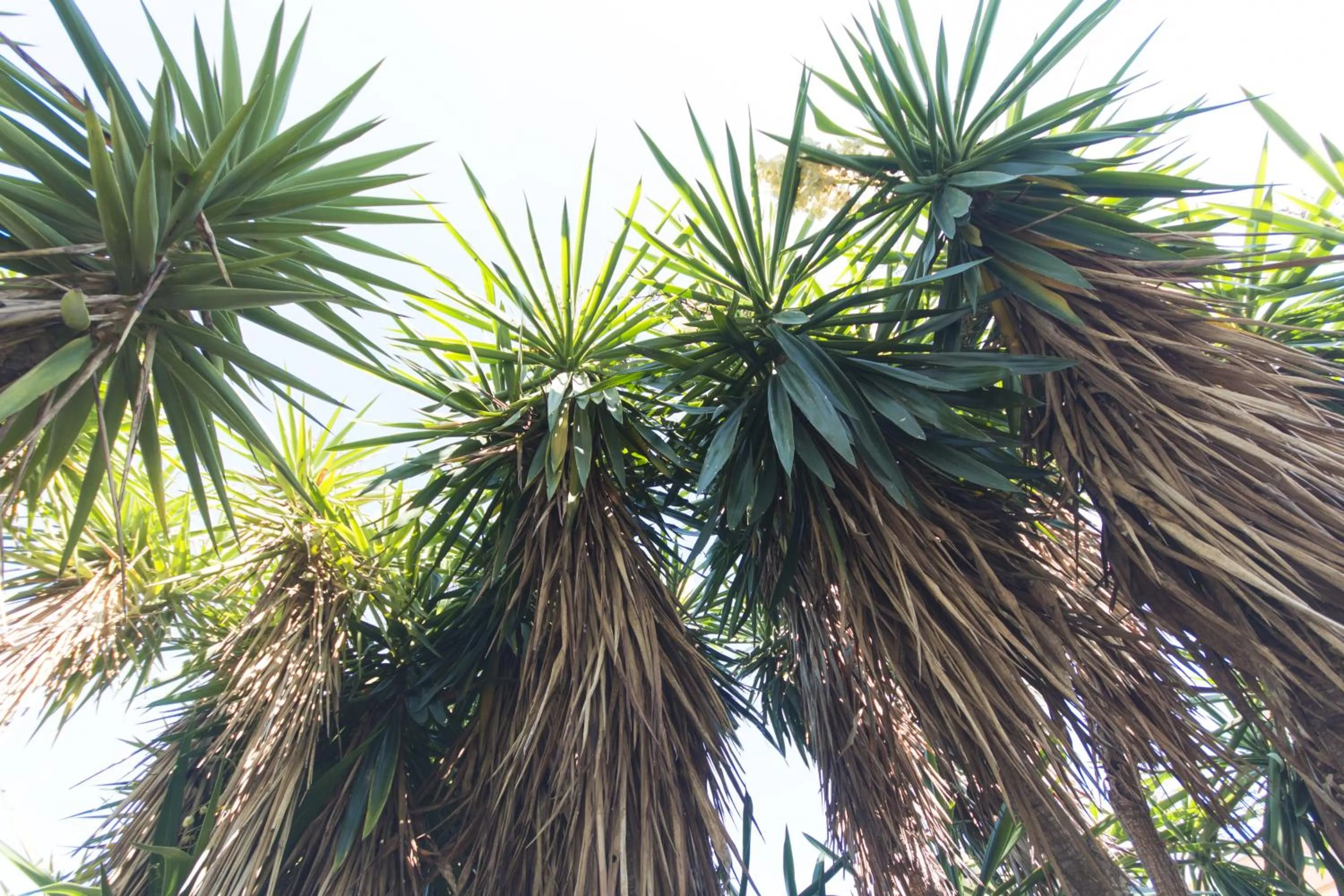 Garden view in B&B Luxury