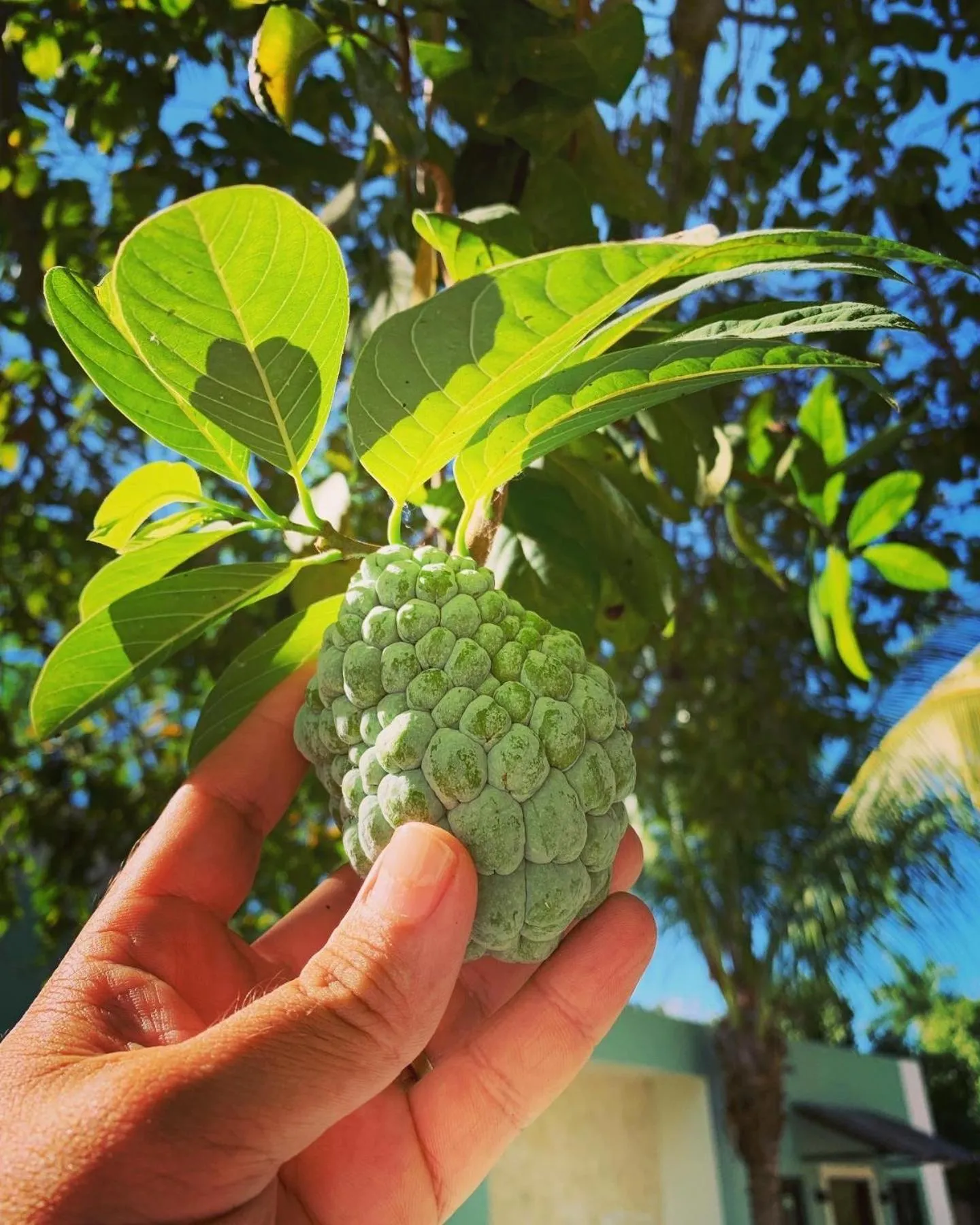 Garden in Casa Magu Merida