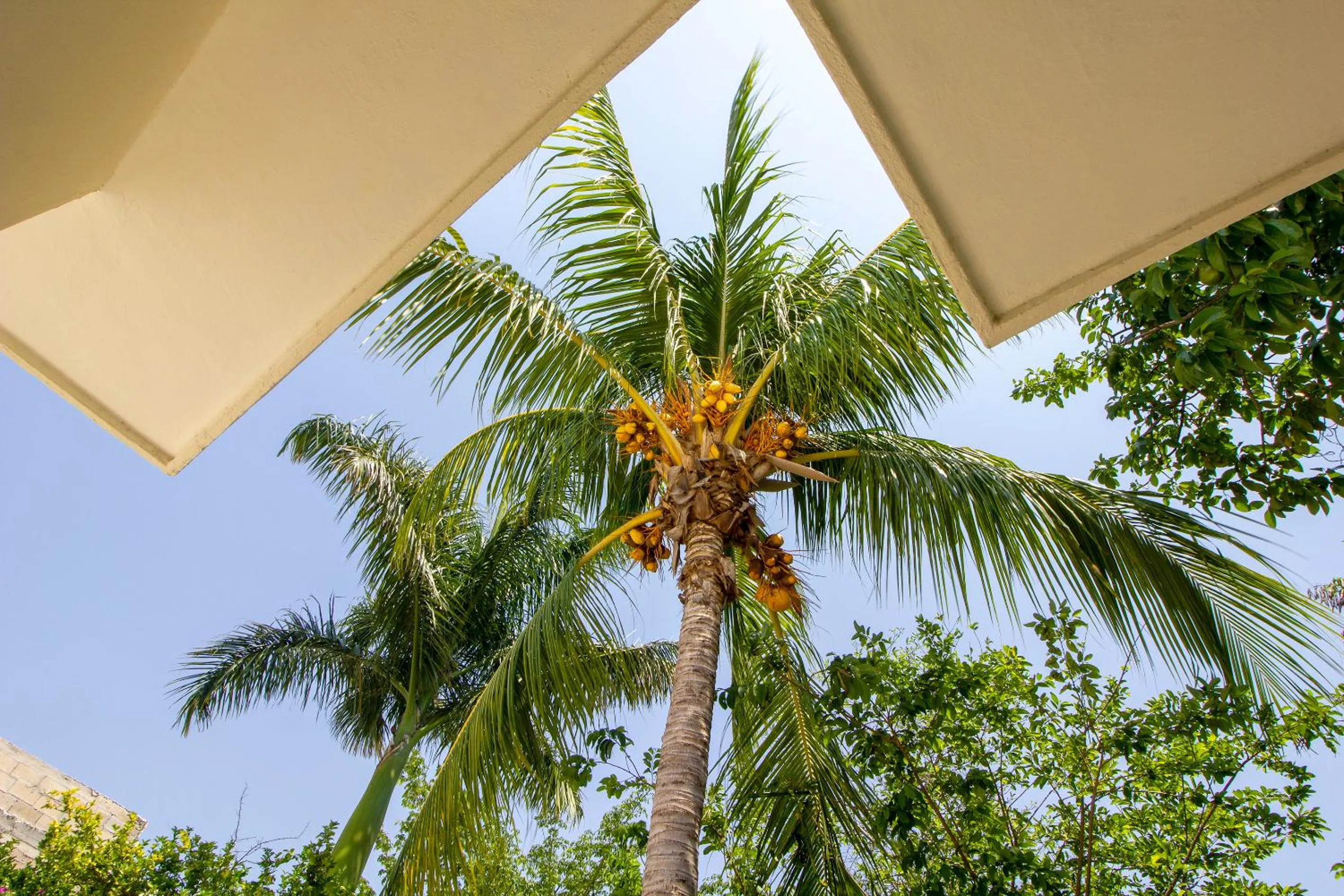 Garden in Casa Magu Merida