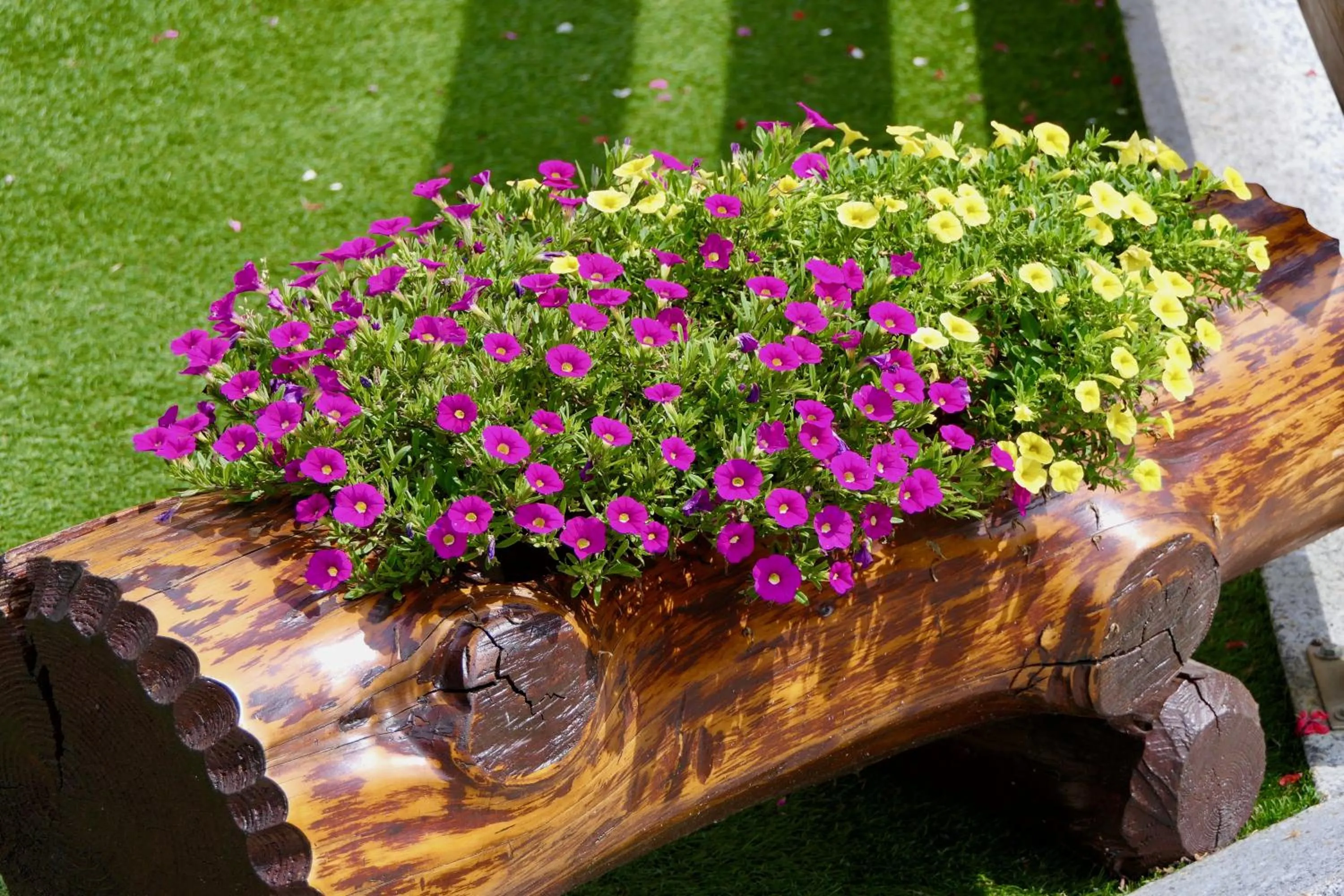 Garden view in Dream Hotel